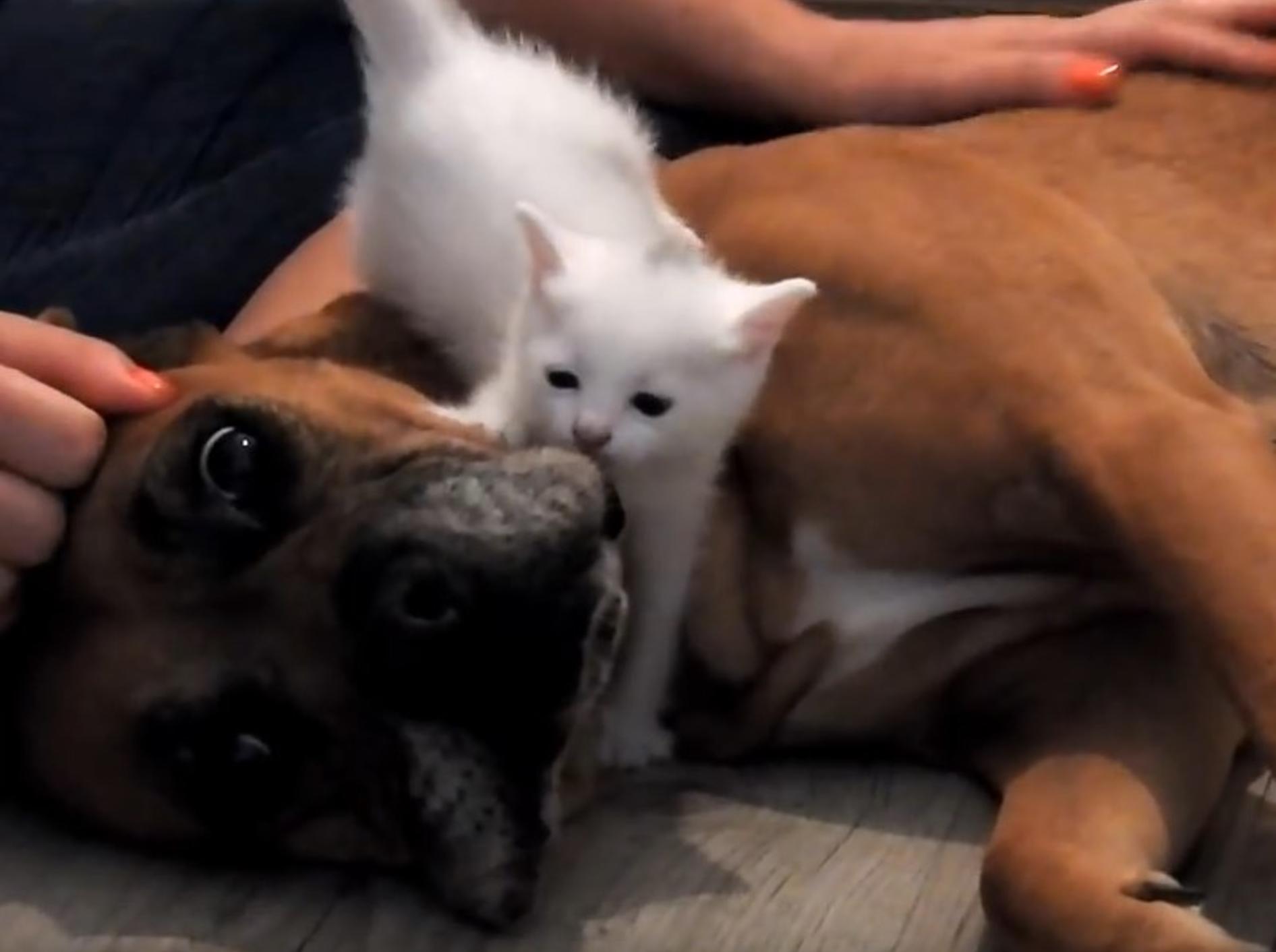 Hündin Gina hat die kleinen Babys von Katze Lucy zum Knuddeln gern – YouTube / OrphanPet Gr