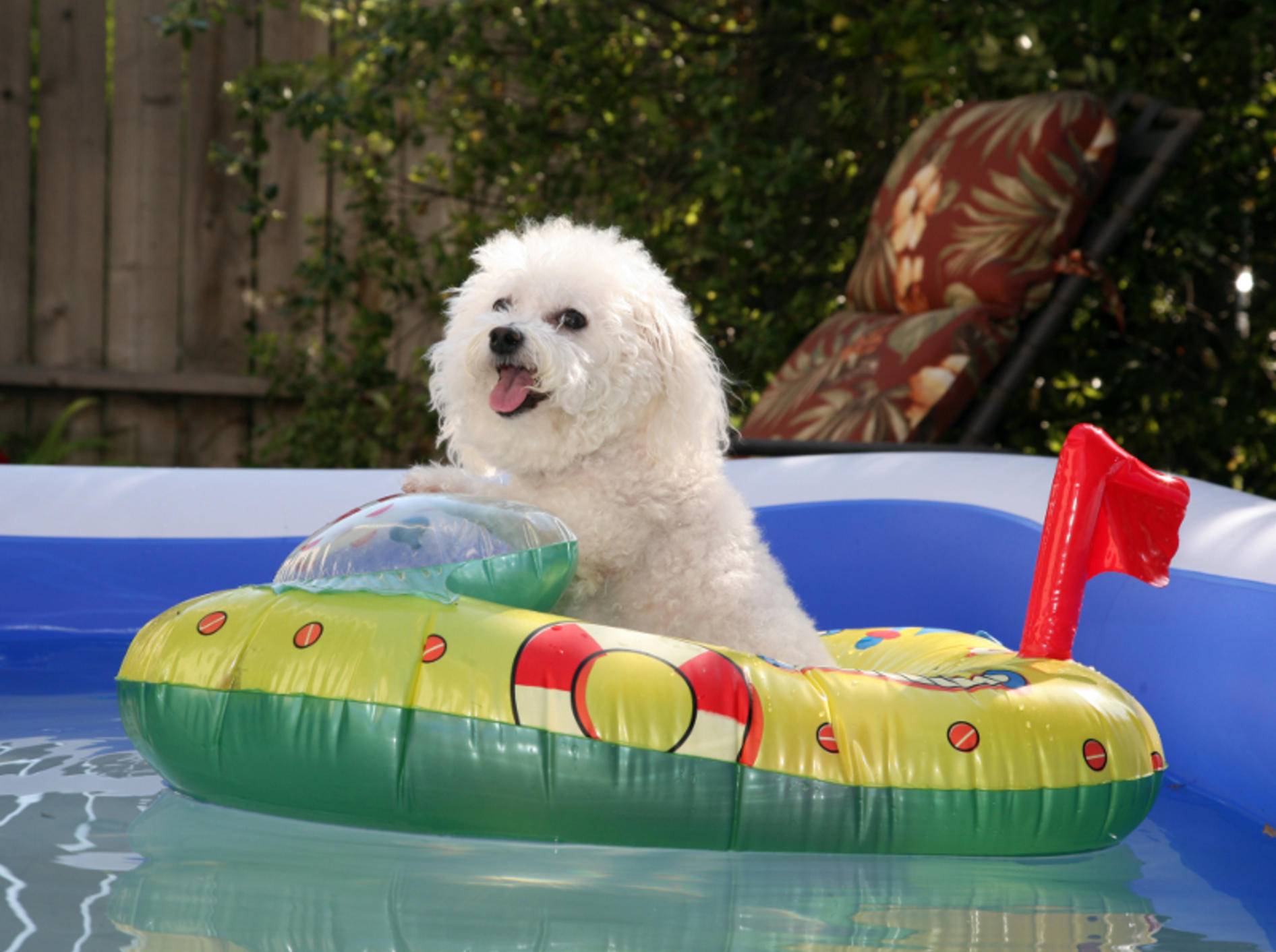 "Noch ein bisschen Bootfahren und dann aaaaaab ins kühle Nass", denkt sich dieser Sommerhund – Shutterstock / mikeledray