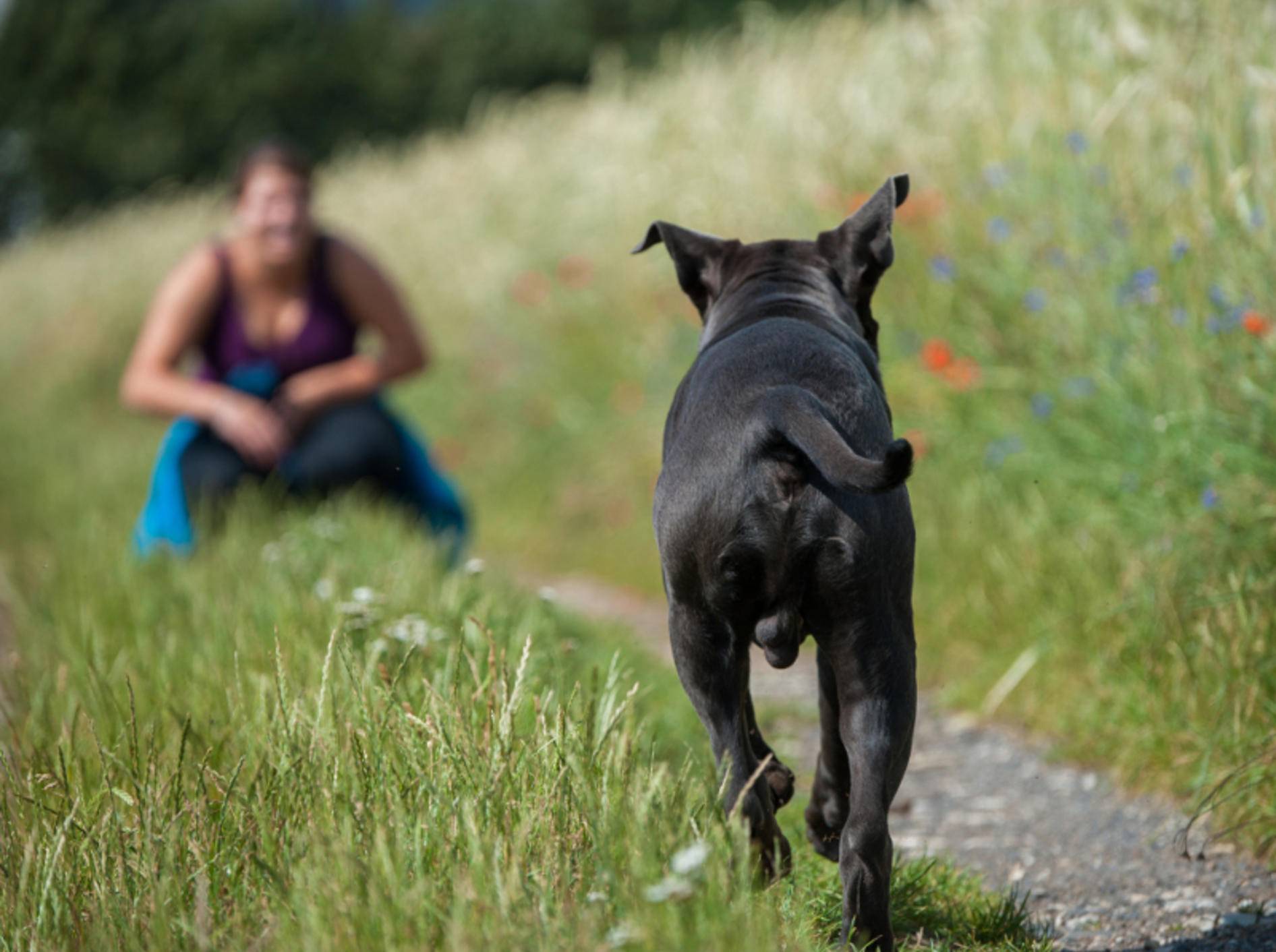 Kontrollierte Freiheit: Egal in welcher Situation Ihr Hund sich befindet – rufen Sie ihn, muss er zurückkommen – Shutterstock / Dora Zett
