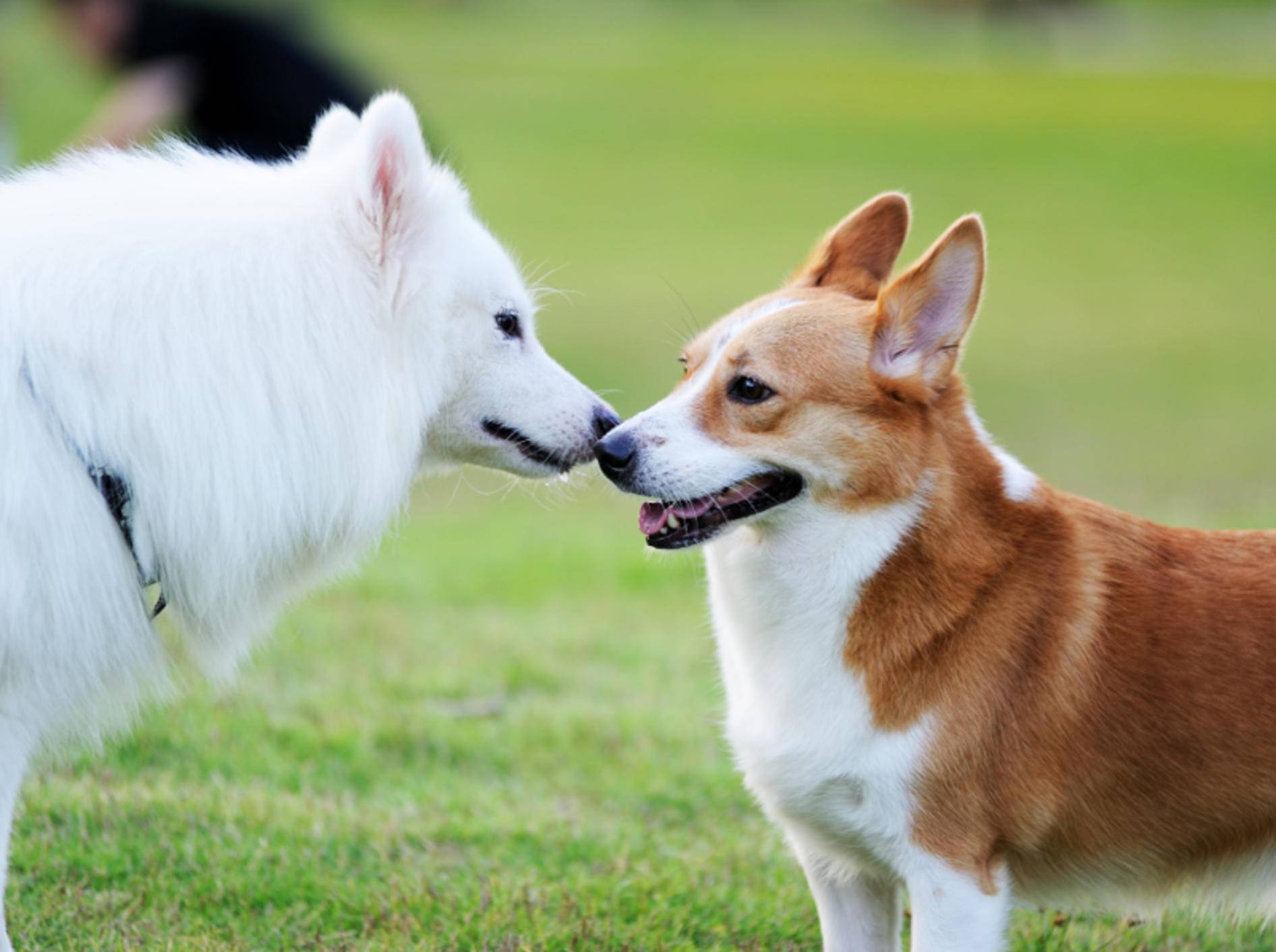 "Hey, du kommst mir irgendwie bekannt vor. Lass uns eine Runde spielen!" – Begegnungstraining für Hunde kann Wunder bewirken – Shutterstock / Bildagentur Zoonar GmbH