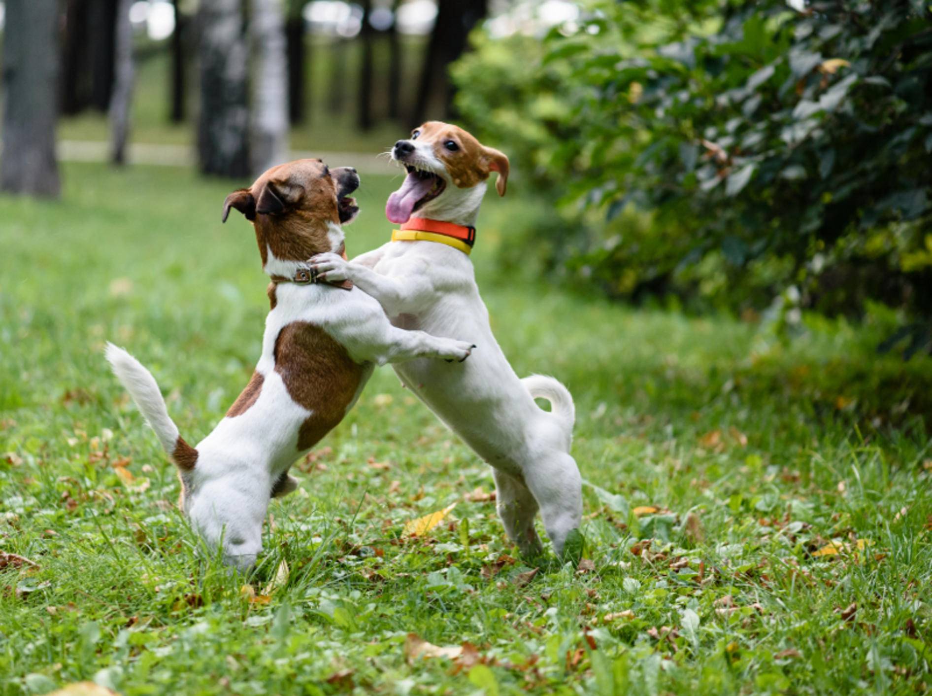 Das Spielen ist eine wichtige Kommunikationsform von Hunden, die die Vierbeiner super auslastet – Shutterstock / alexei_tm