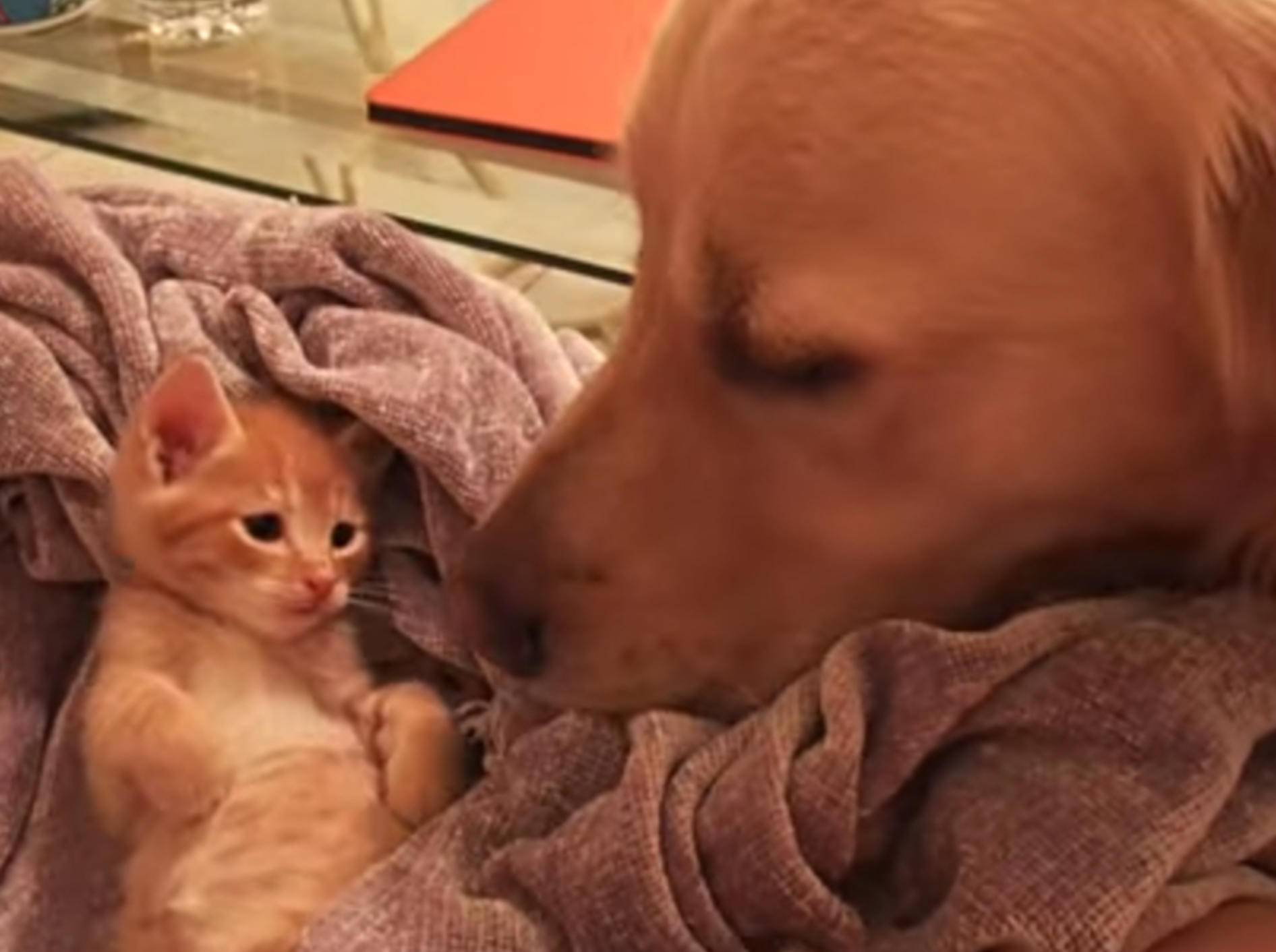 So süß kann die Freundschaft zwischen Hund und Kätzchen sein – YouTube / Paul79UF