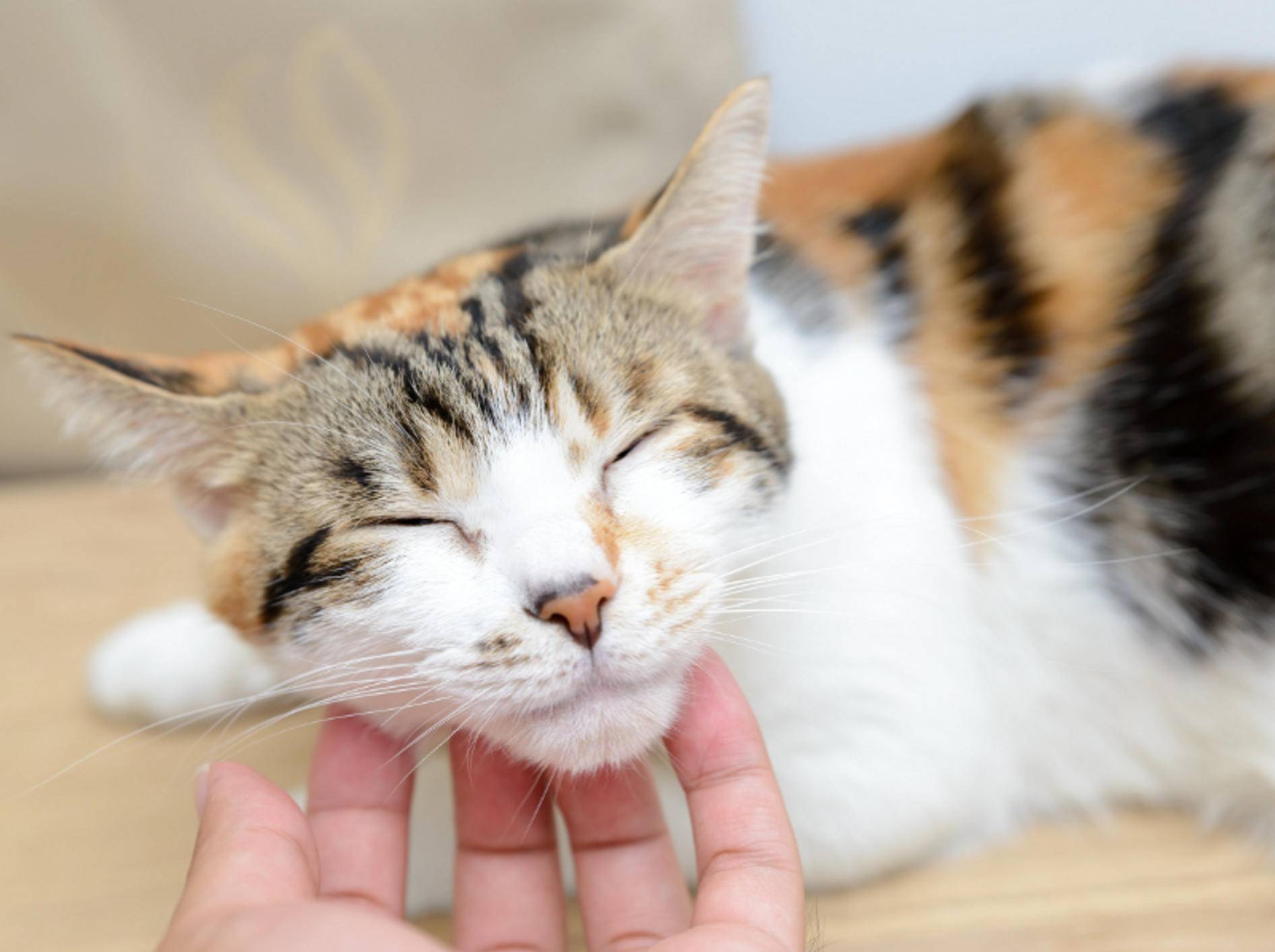 Nach dem Kennenlernen genießen es die meisten Katzen, ausgiebig gestreichelt zu werden – Shutterstock / TungCheung