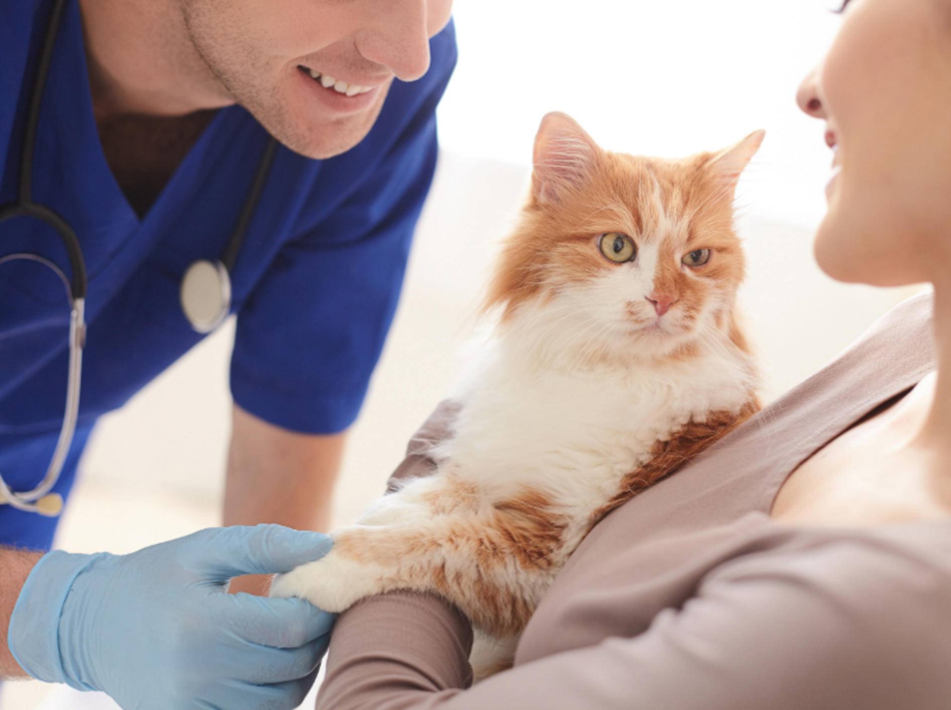 Клиника для котов. Кошка Ветеринария. Кашки ветираниря. Кошка в ветеринарке. Кот врач.