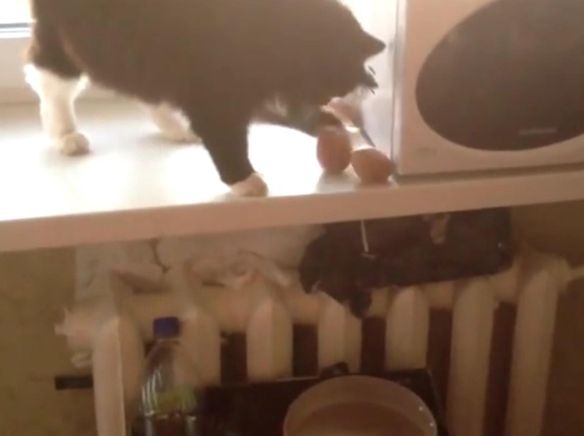 Geschickt wirft diese Katze Kartoffeln von der Fensterbank in den Topf – YouTube / ignoramusky