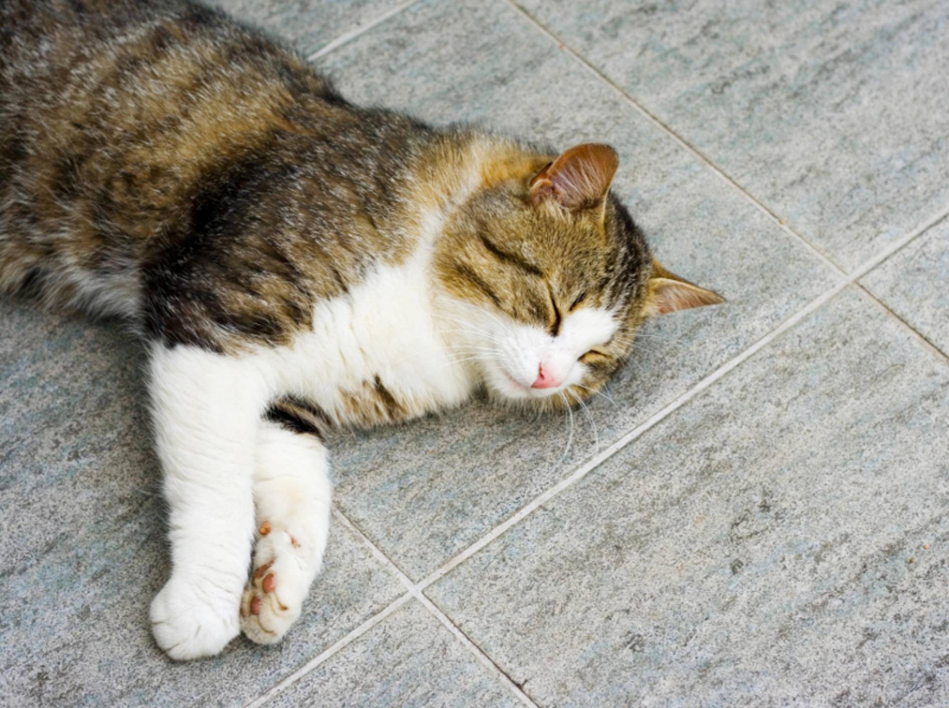 Kühle Fliesen sind für Katzen ein beliebter Ort zum Verweilen im Hochsommer – Shutterstock / Andrei Nekrassov