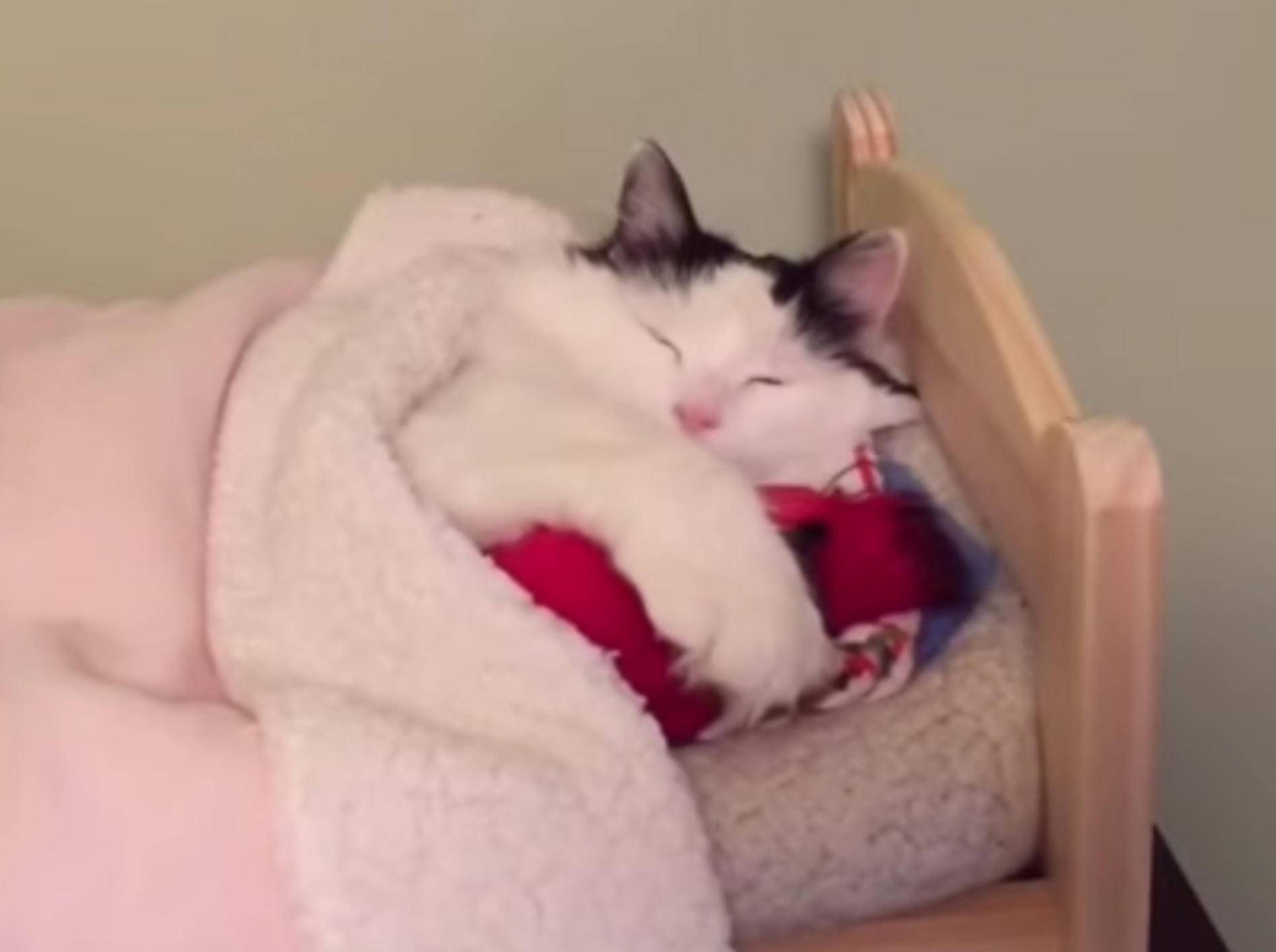 So niedlich schläft die Katze Sophie in einem richtigen Menschenbett – im Miniformat – YouTube / Sophielovestuna