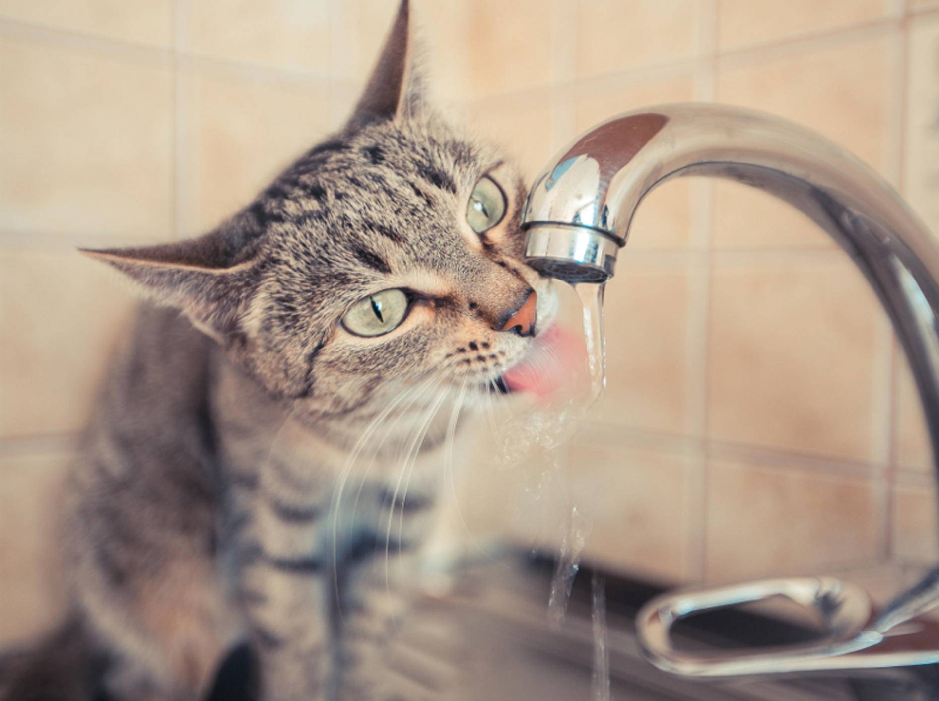 Viele Katzen interessieren sich sehr für Leitungswasser – Shutterstock / marinaks