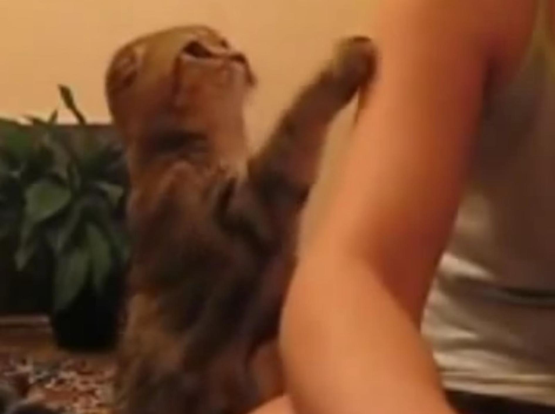 "Hey, noch nicht genug gestreichelt! Bitte mehr", scheint diese Katze sagen zu wollen – Youtube / Alex592842