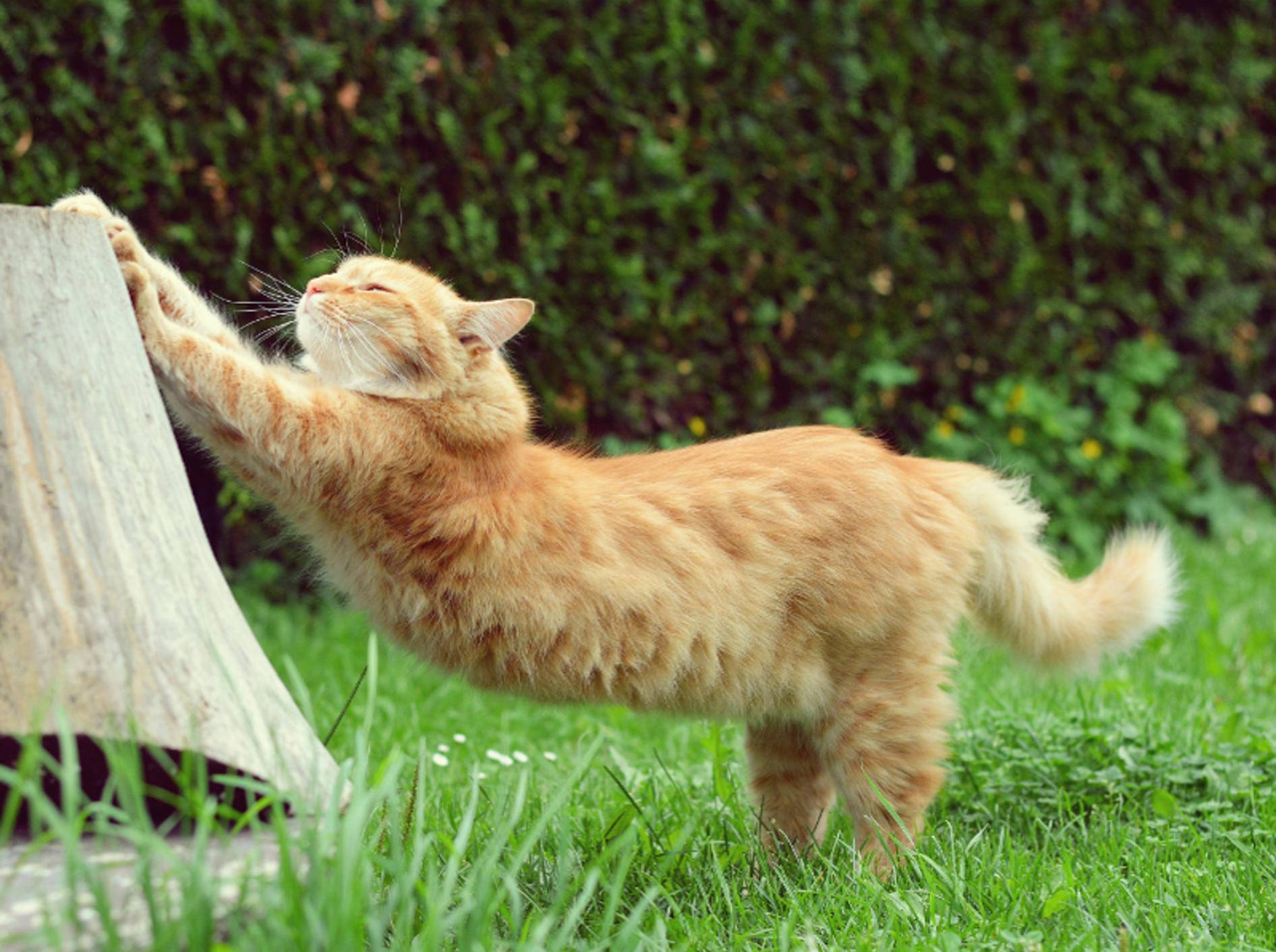 So ein faszinierender Bewegungsapparat will gut gedehnt sein! Katzen sind richtige Athleten – Shutterstock / DavidTB