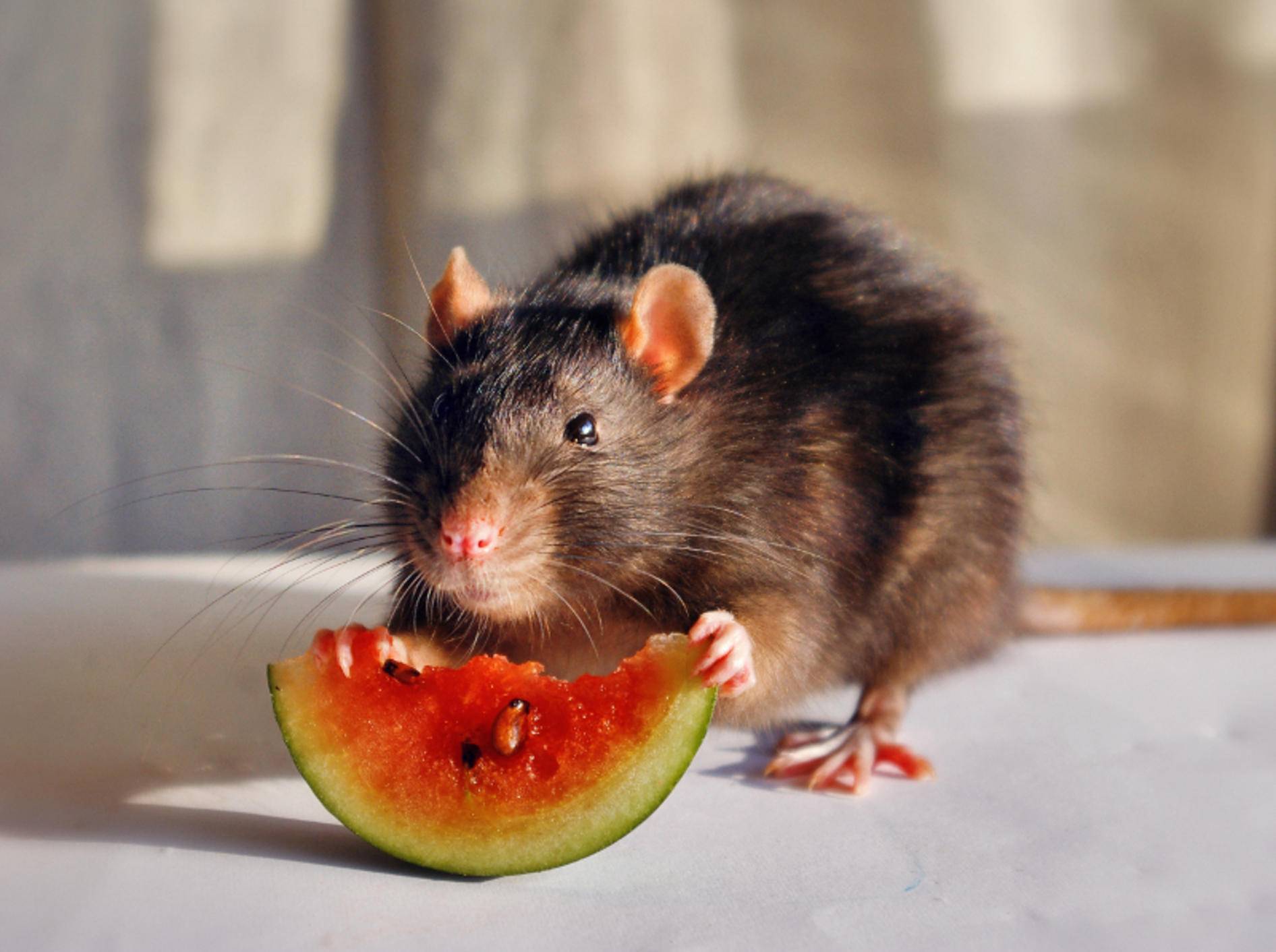 Geben Sie Ihrer Ratte täglich Frischfutter in Form von Obst und Gemüse – Shutterstock / Polina Truver