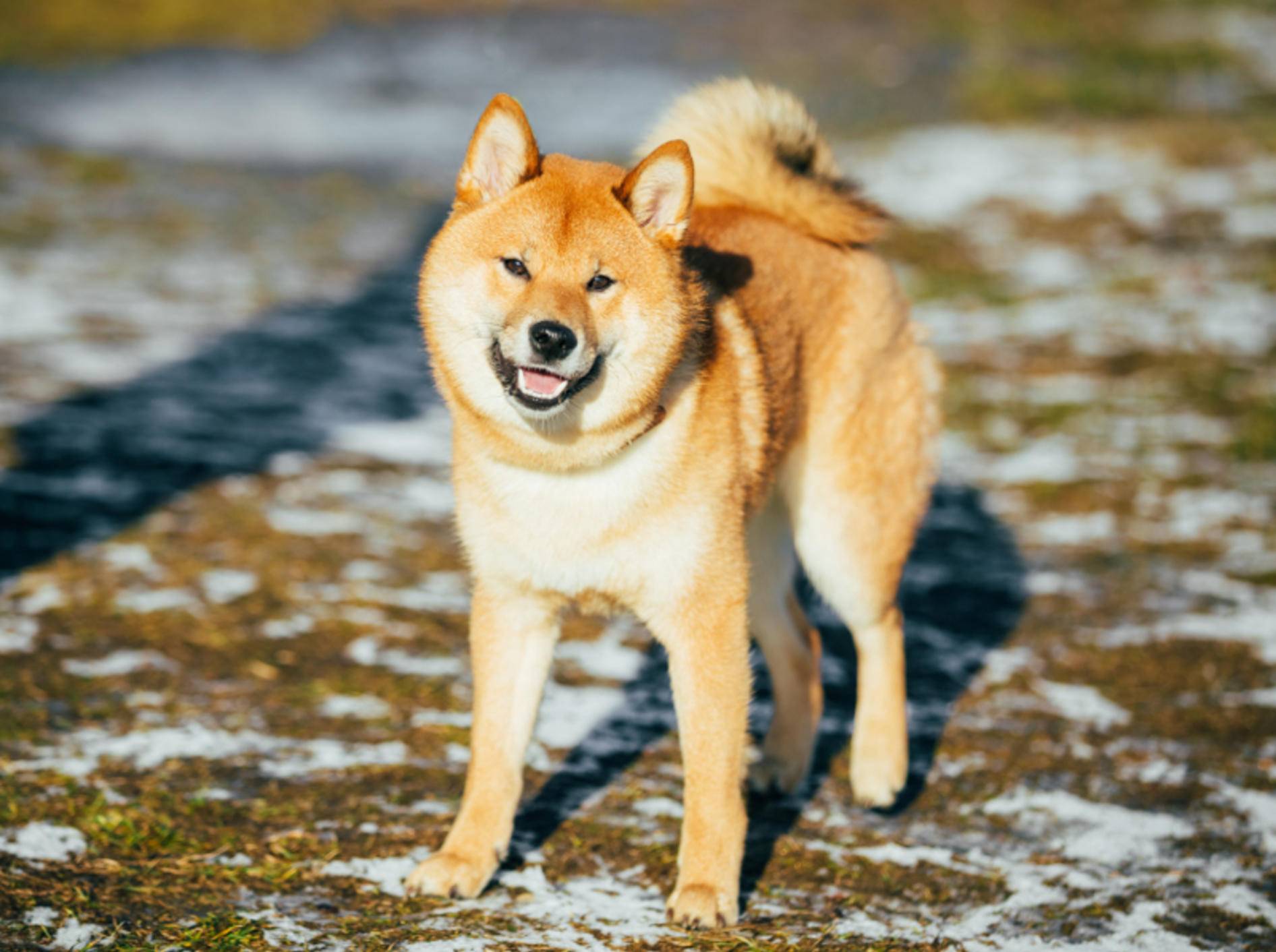 Eine starke Persönlichkeit, ein starker Hund: Der Shiba Inu aus Japan, seines Zeichens Naturdenkmal – Shutterstock / Grisha Bruev