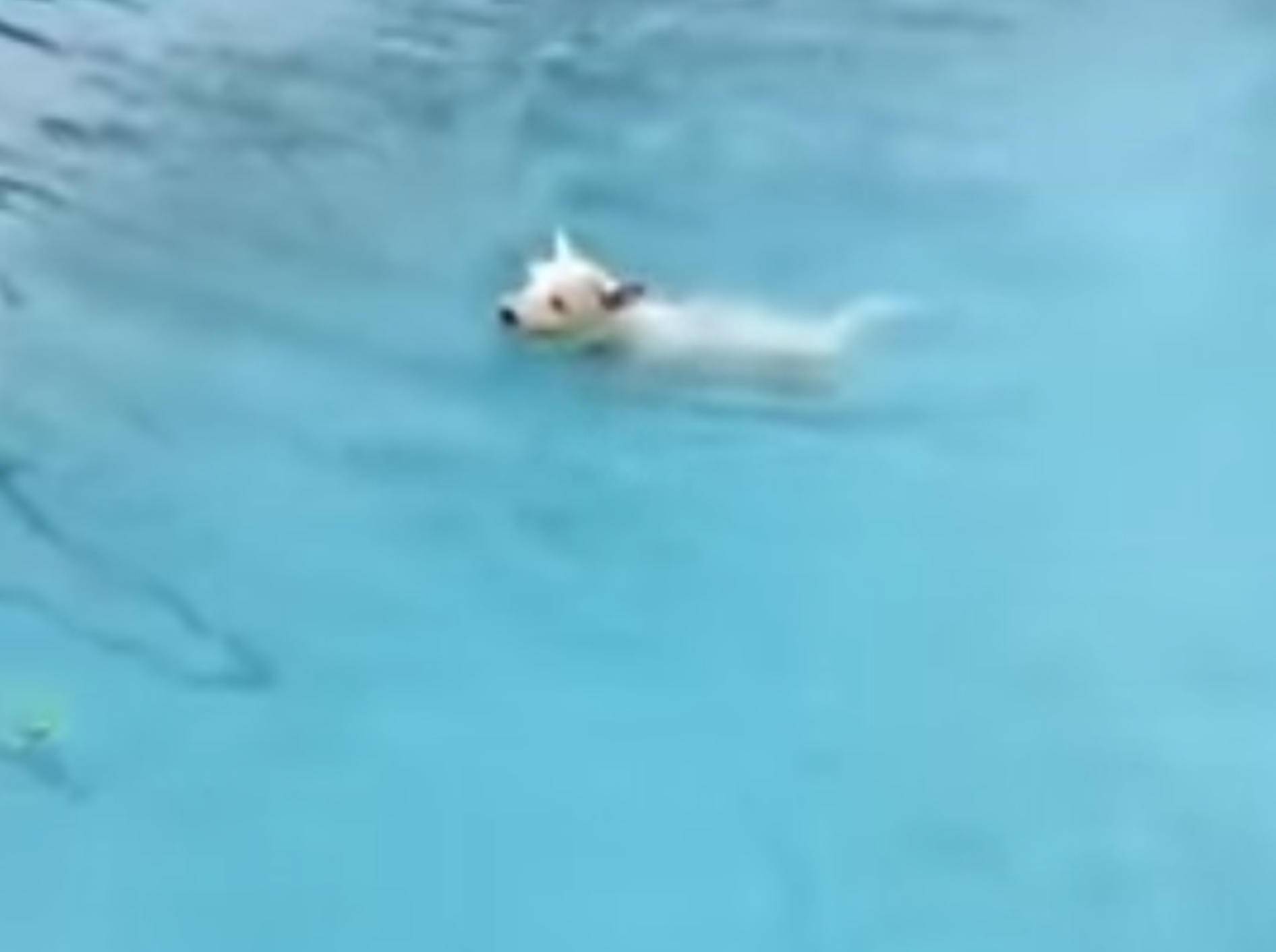 So viel Spaß kann Schwimmen machen – dieser Westie liebt den Pool – YouTube / Rumble Viral