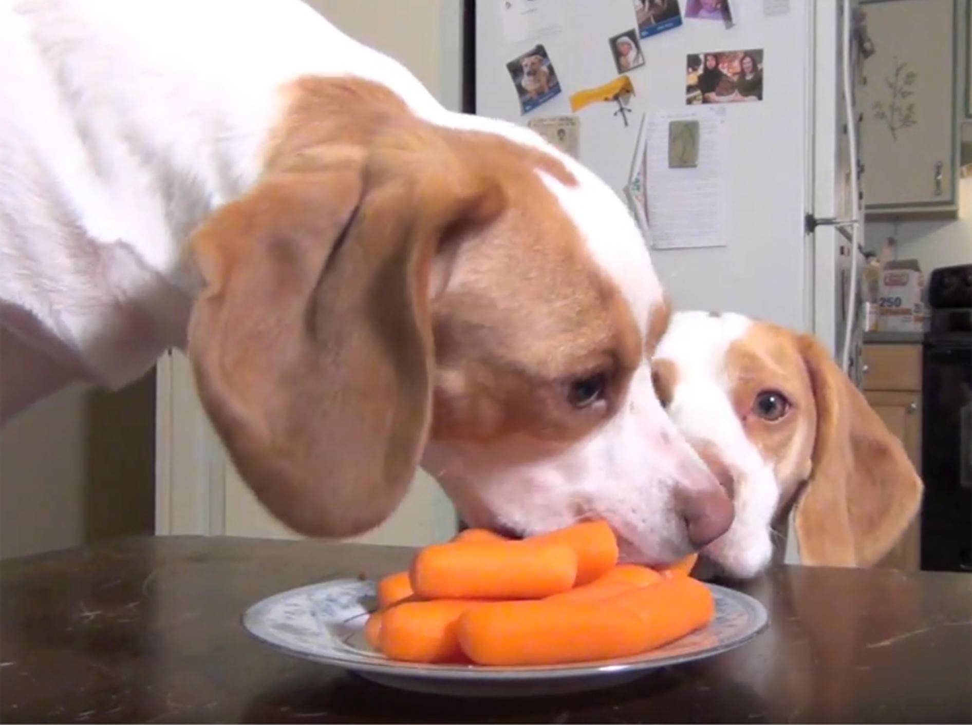 Beagle Maymo: Schwester Penny mopst ihm alles weg – YouTube / Maymo