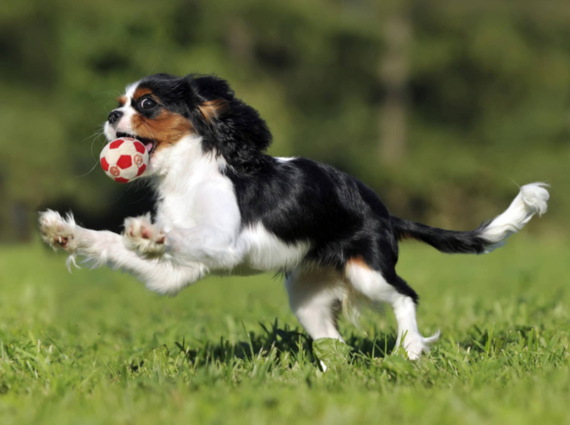 "Ich kann jederzeit aufhören, wenn ich will!", scheint dieser Balljunkie-Hund zu denken – Shutterstock / dogist