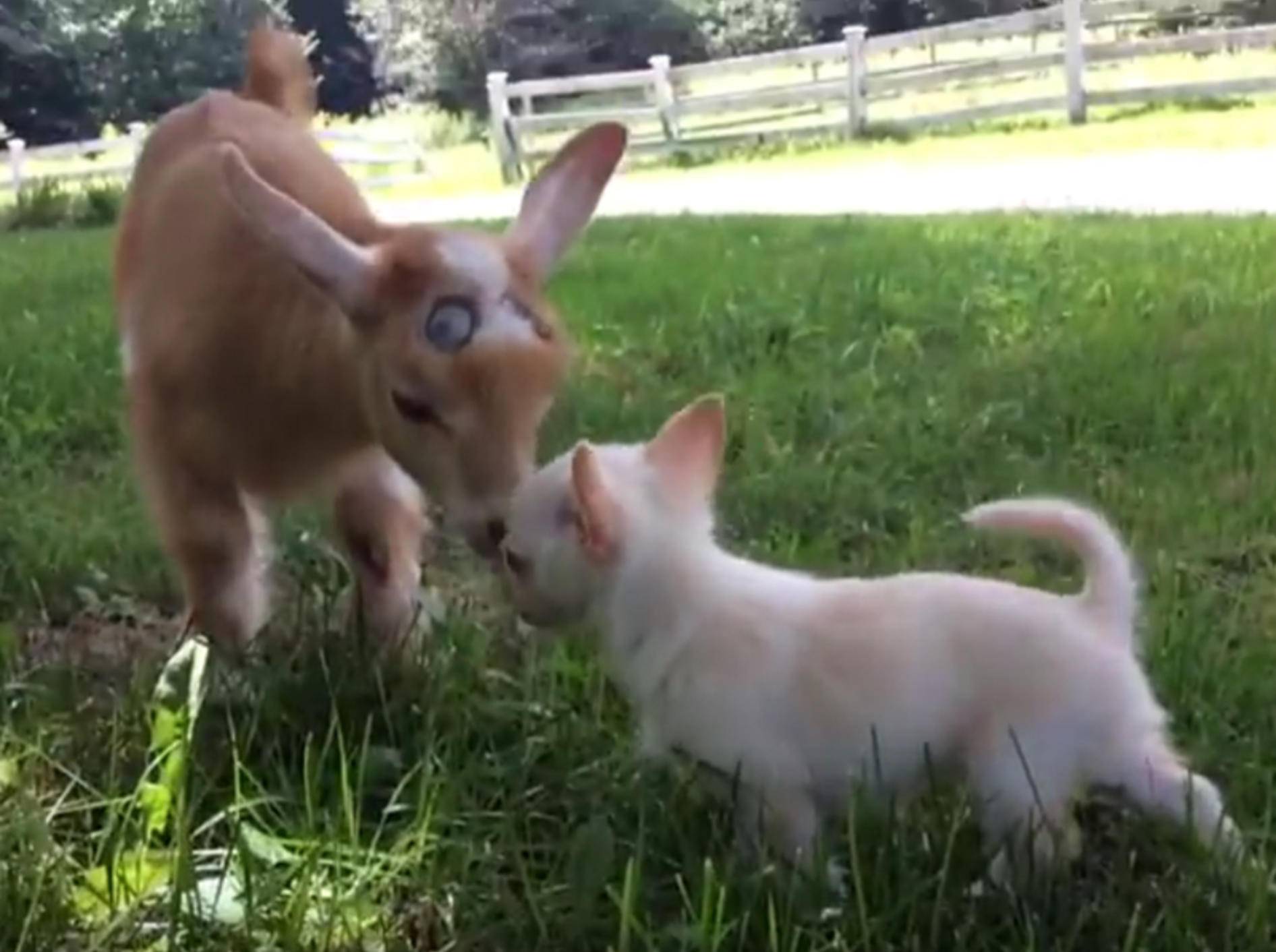 Chihuahua Lola liebt ihre Freunde von der Farm – YouTube / Sunflower Farm Creamery