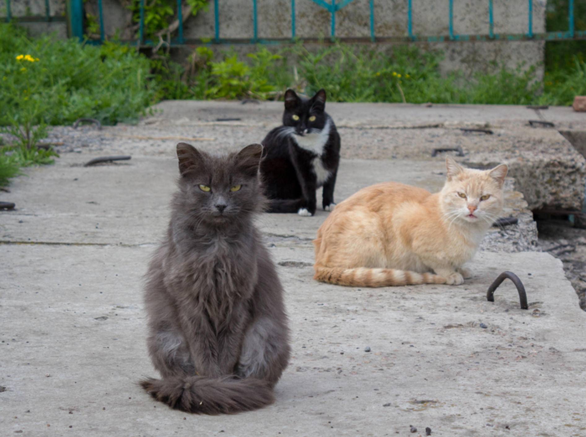 Wer ist hier der Boss? Die Hierarchie in Katzengruppen ist flexibel und ziemlich komplex – Shutterstock / DmyTo