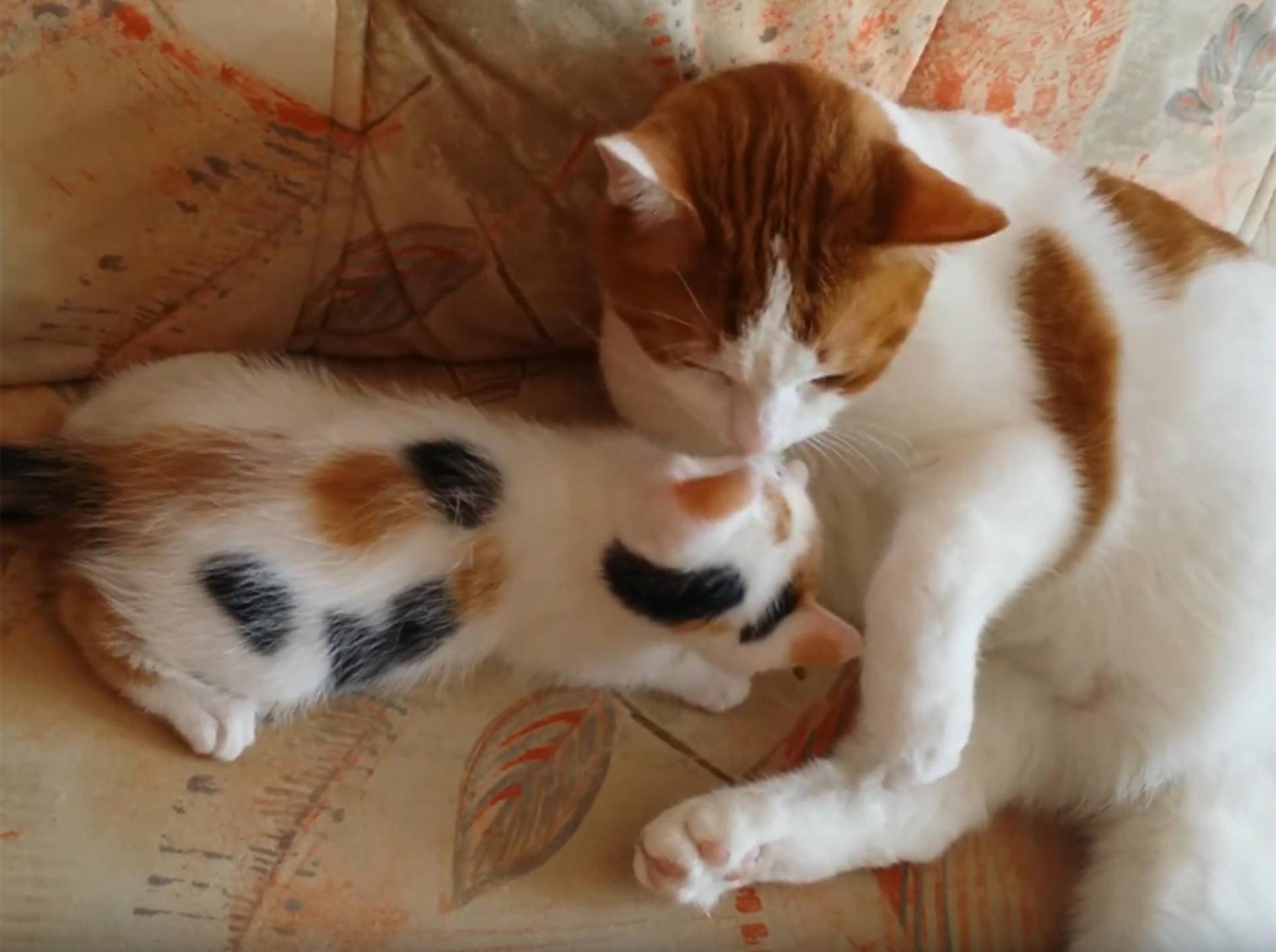 Glückskätzchen Lunny kuschelt mit Katzenkumpel Spaarky – YouTube / Silke Schloten
