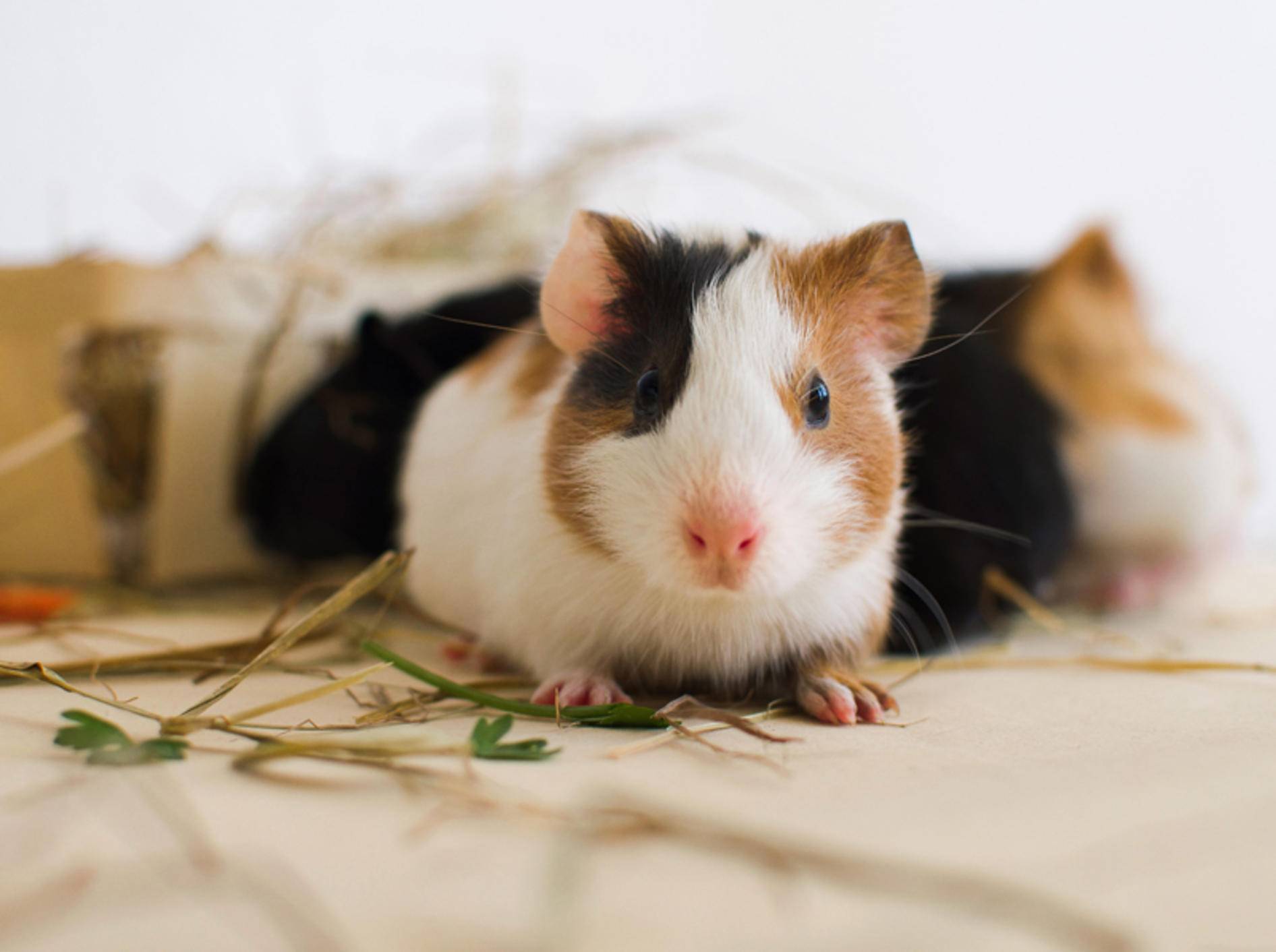 Dieses kleine Meerschweinchenbaby darf noch ein bisschen weiterwachsen – Shutterstock / VelP