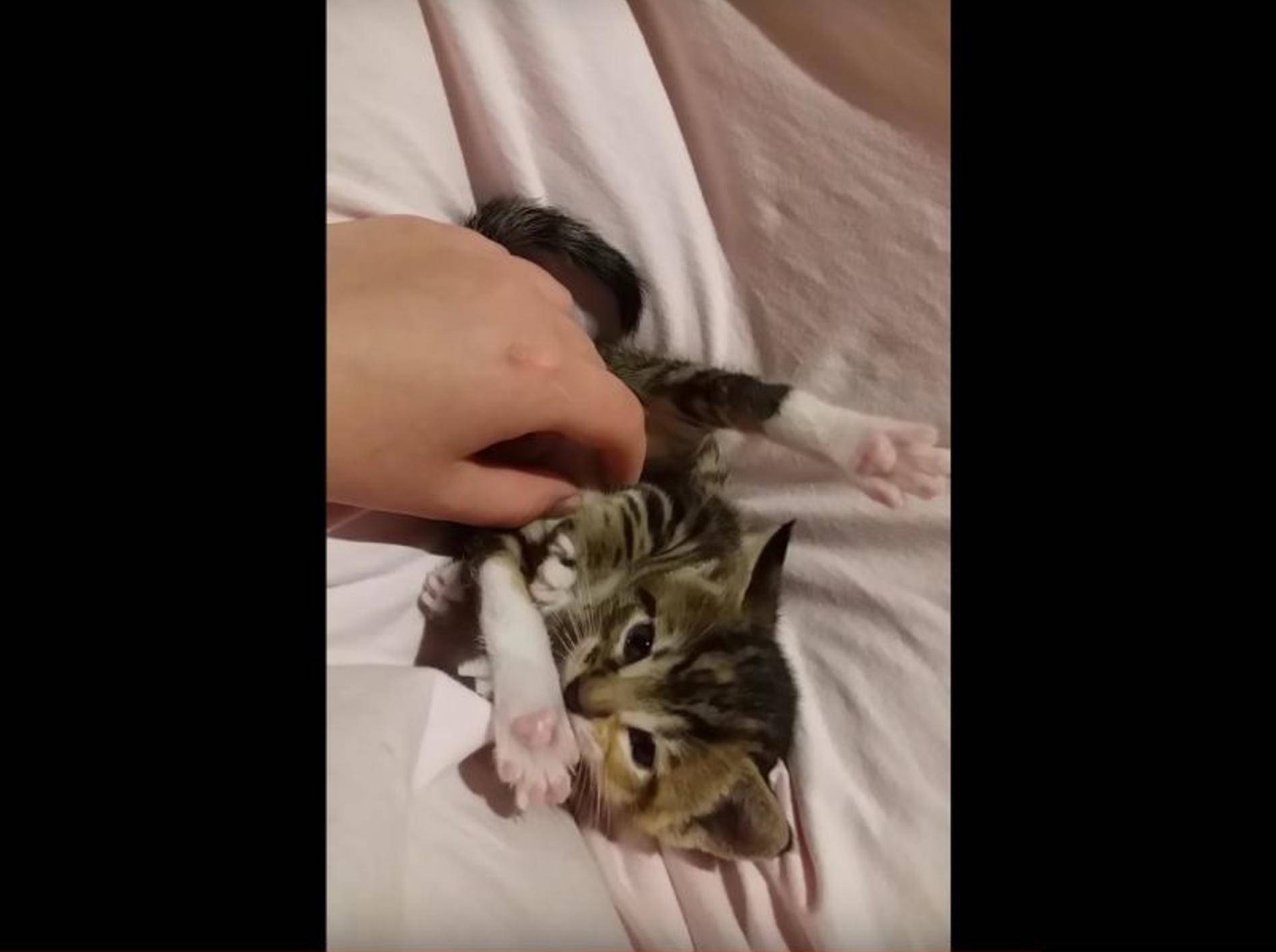 Klitzekleine Minimiez Lucy lässt sich knuddeln – YouTube / Foodlover Link