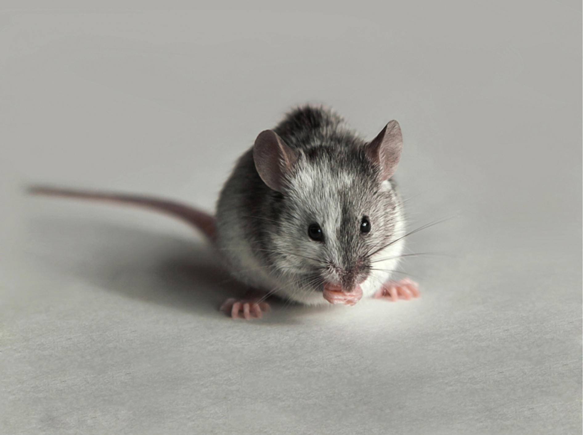 Was diese kleine Maus wohl zwischen ihren Pfoten hält? Es scheint ihr jedenfalls zu schmecken – Shutterstock / Nature Art