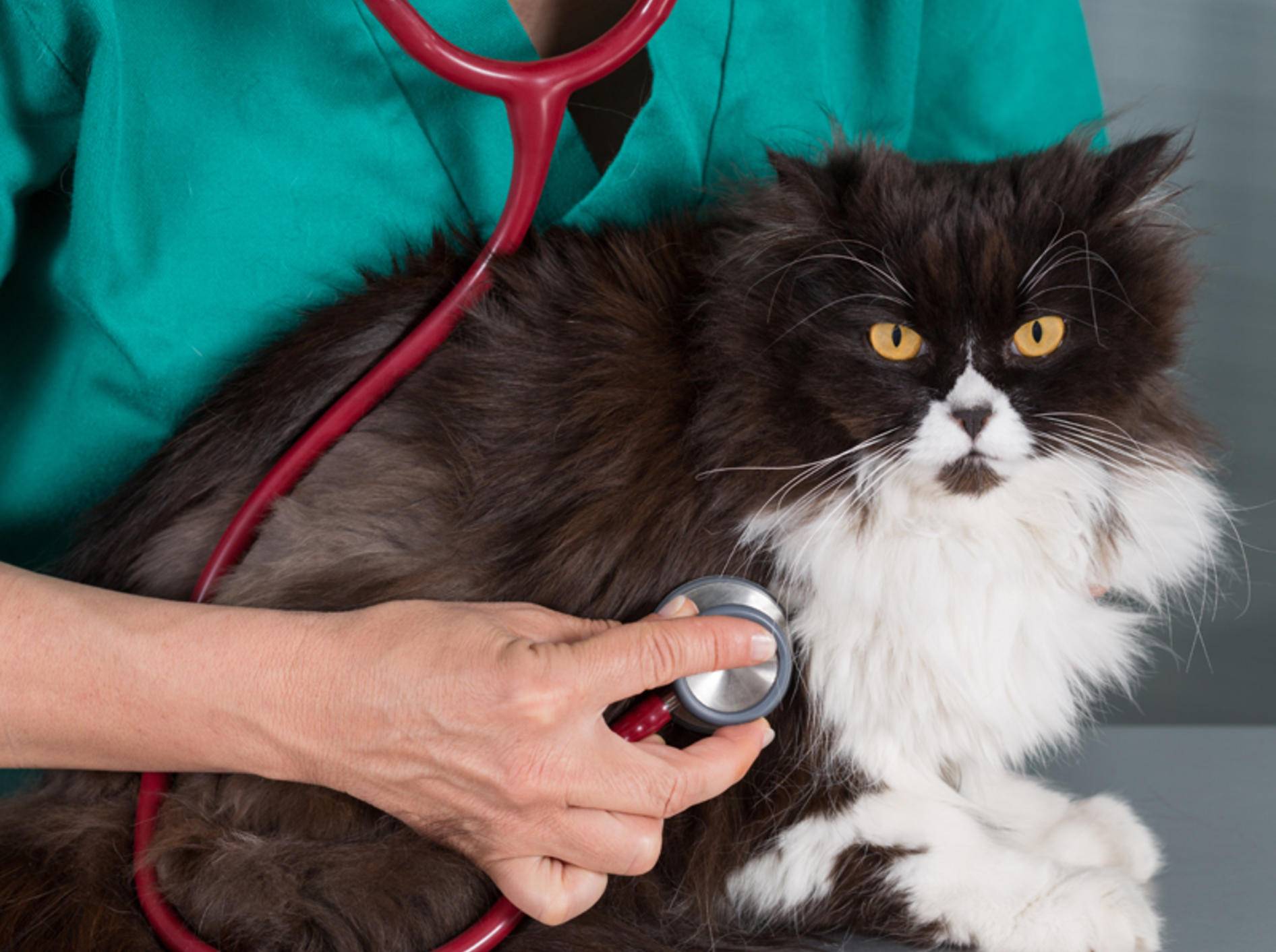Erbrechen Katzen häufig Haarballen, ist ein Tierarztbesuch ratsam – Shutterstock / 135pixels