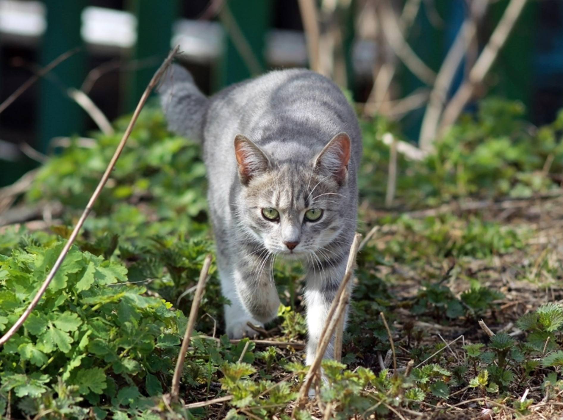 Diese hübsche silbergraue Tabby-Katze hat offenbar gerade eine Maus erblickt und schleicht sich gaaanz leise an – Shutterstock / He Shixin