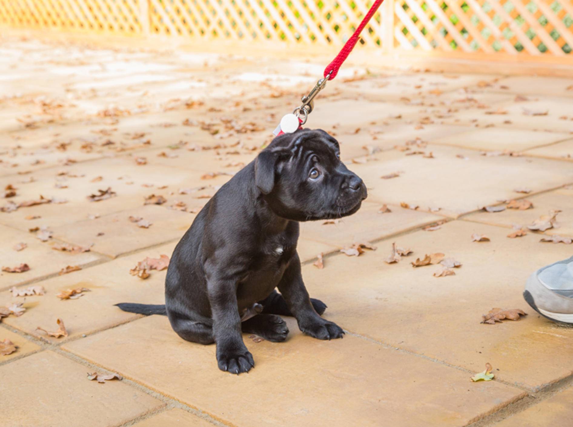 "Och Menno, ich mag nicht mehr weiterlaufen": Frustration erleben und überwinden ist für Hundewelpen eine wichtige Lektion – Shutterstock / CBCK