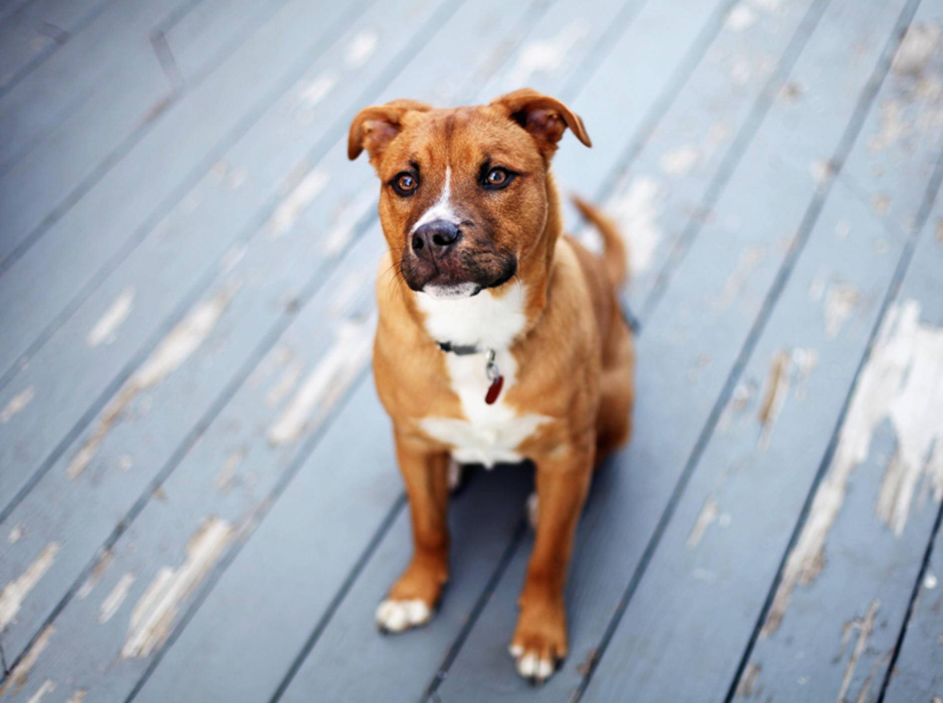 Dieser brave Hund scheint ein Profi in Sachen Impulskontrolle zu sein – Shutterstock / N K