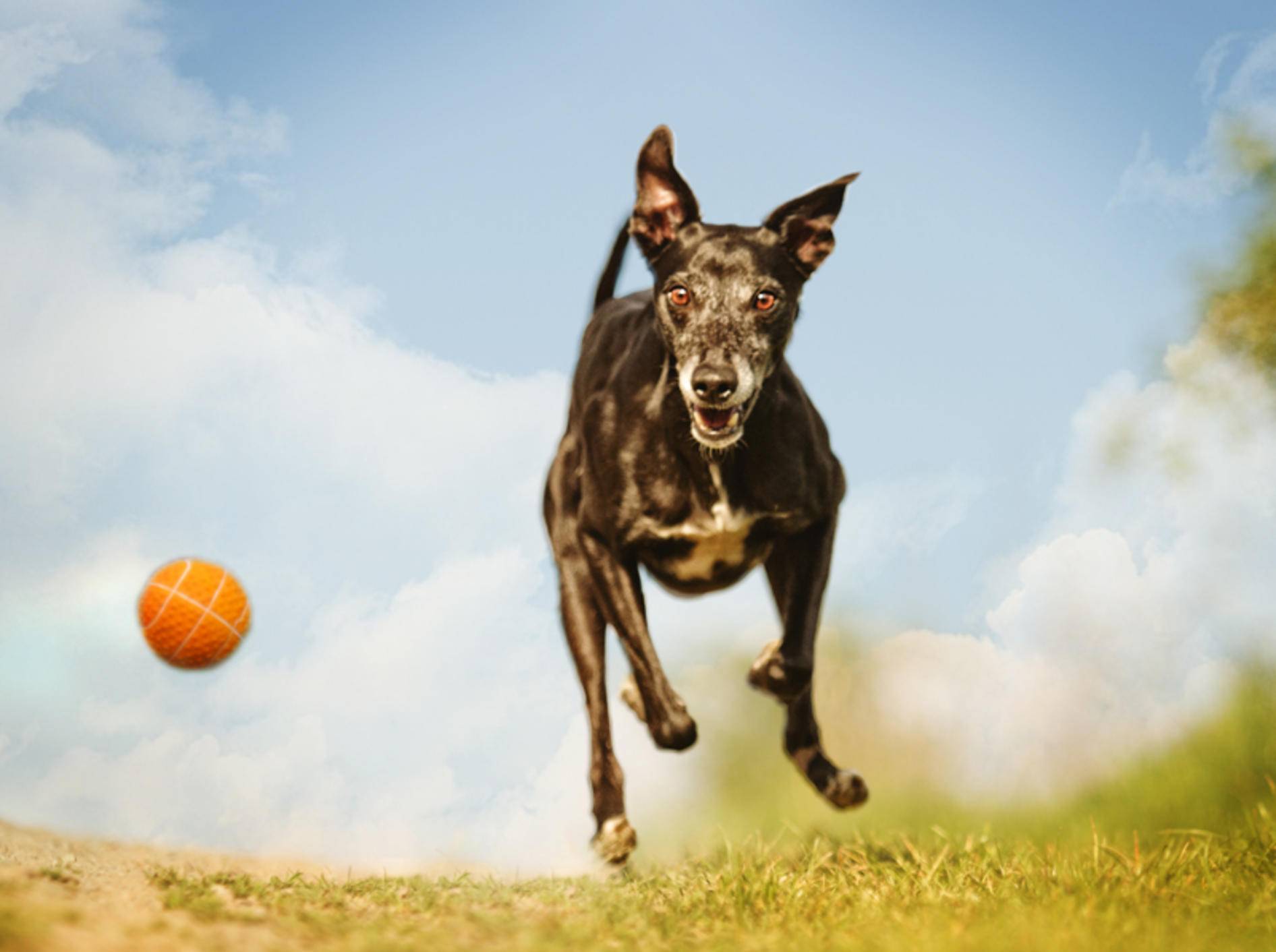 Fließender Übergang zu Suchtverhalten: Hat der Hund noch Spaß am Spiel oder ist er davon besessen? – Shutterstock / Best dog photo