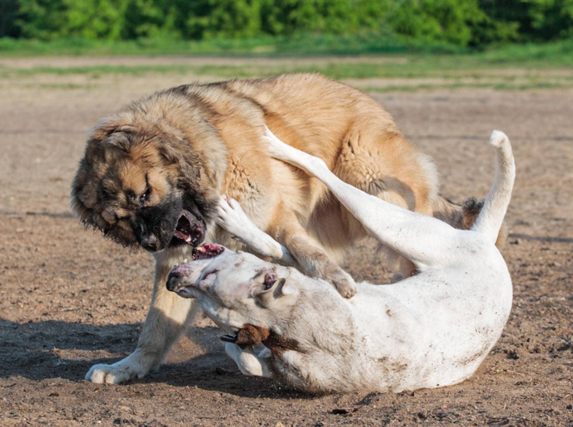 Ist das noch ein Spiel oder schon Mobbing? Zwei Hunde kämpfen – Shutterstock / Oleksiy Rybakov