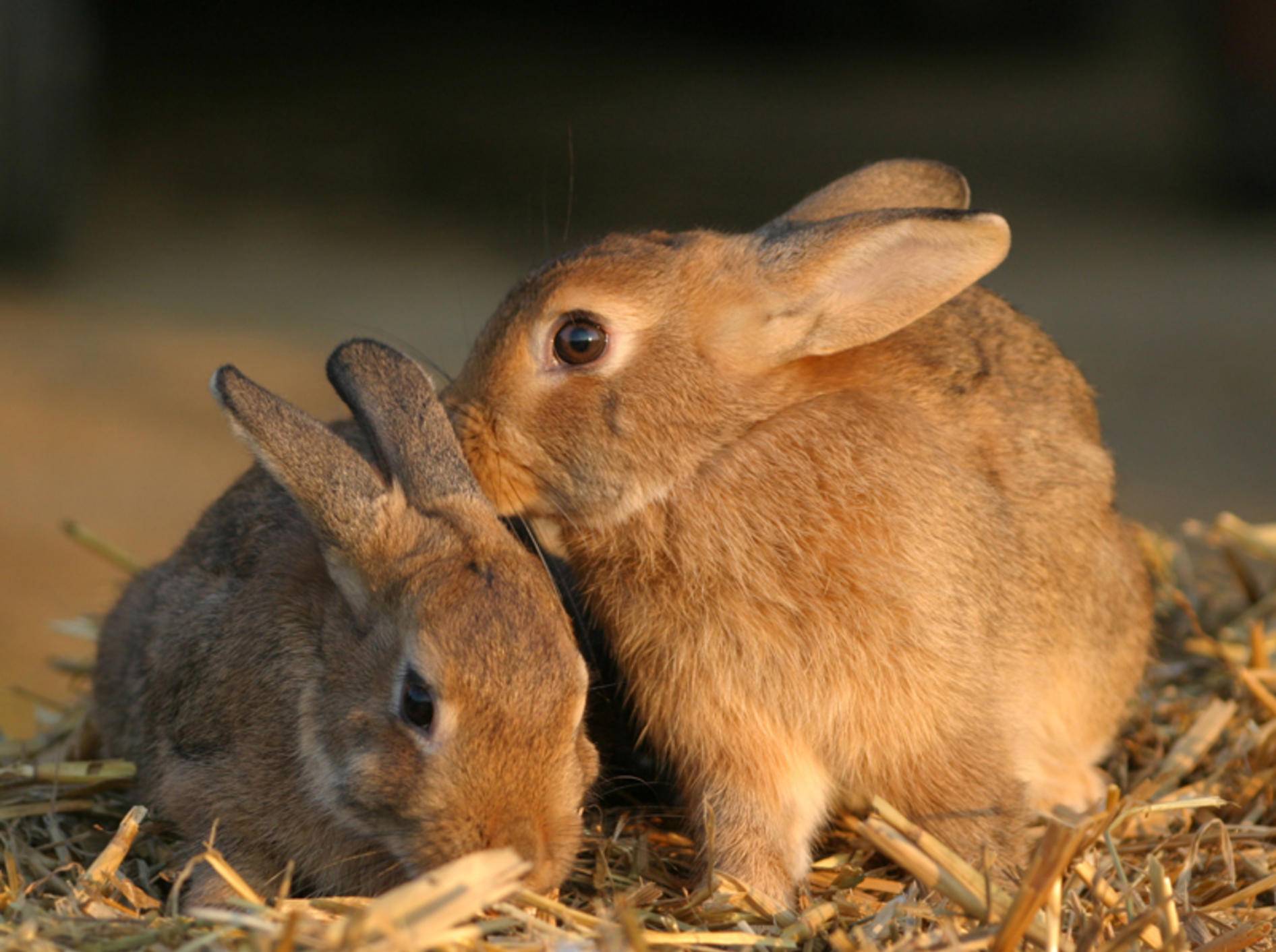 Damit sich männliche Kaninchen dauerhaft vertragen, sollten beide kastriert werden – Shutterstock / Claudia Steininger