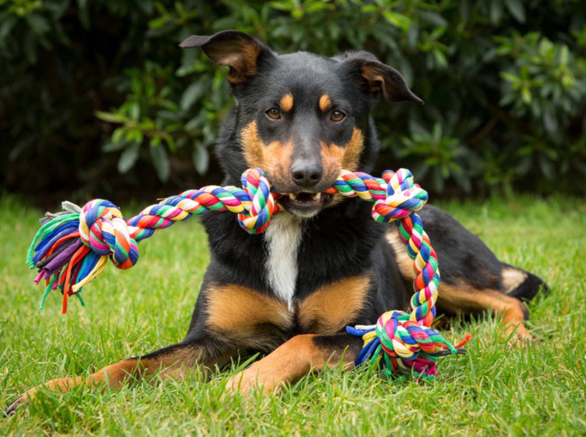 "Teilen? Nee, nee! Das ist mein Spielzeug – warum sollte ich das abgeben?", denkt sich dieser Hund vielleicht und meint es sicher nicht böse – Shutterstock / K.A.Willis