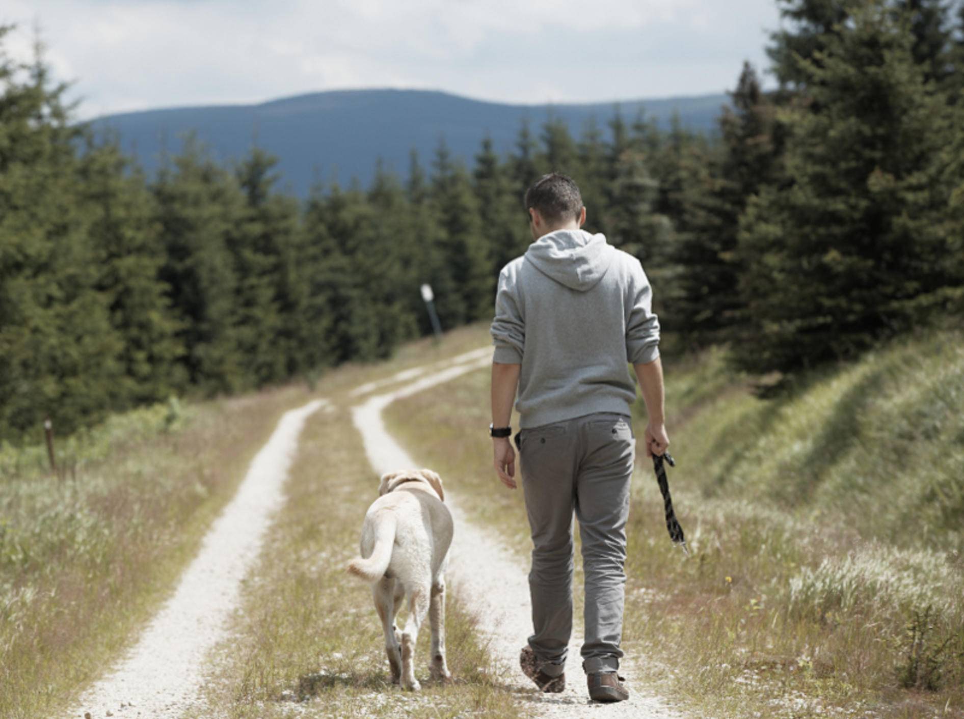 Hunde lieben weite, neue Wege, die es im Urlaub zu entdecken gibt – zum Beispiel im Schwarzwald – Shutterstock / Jaromir Chalabala