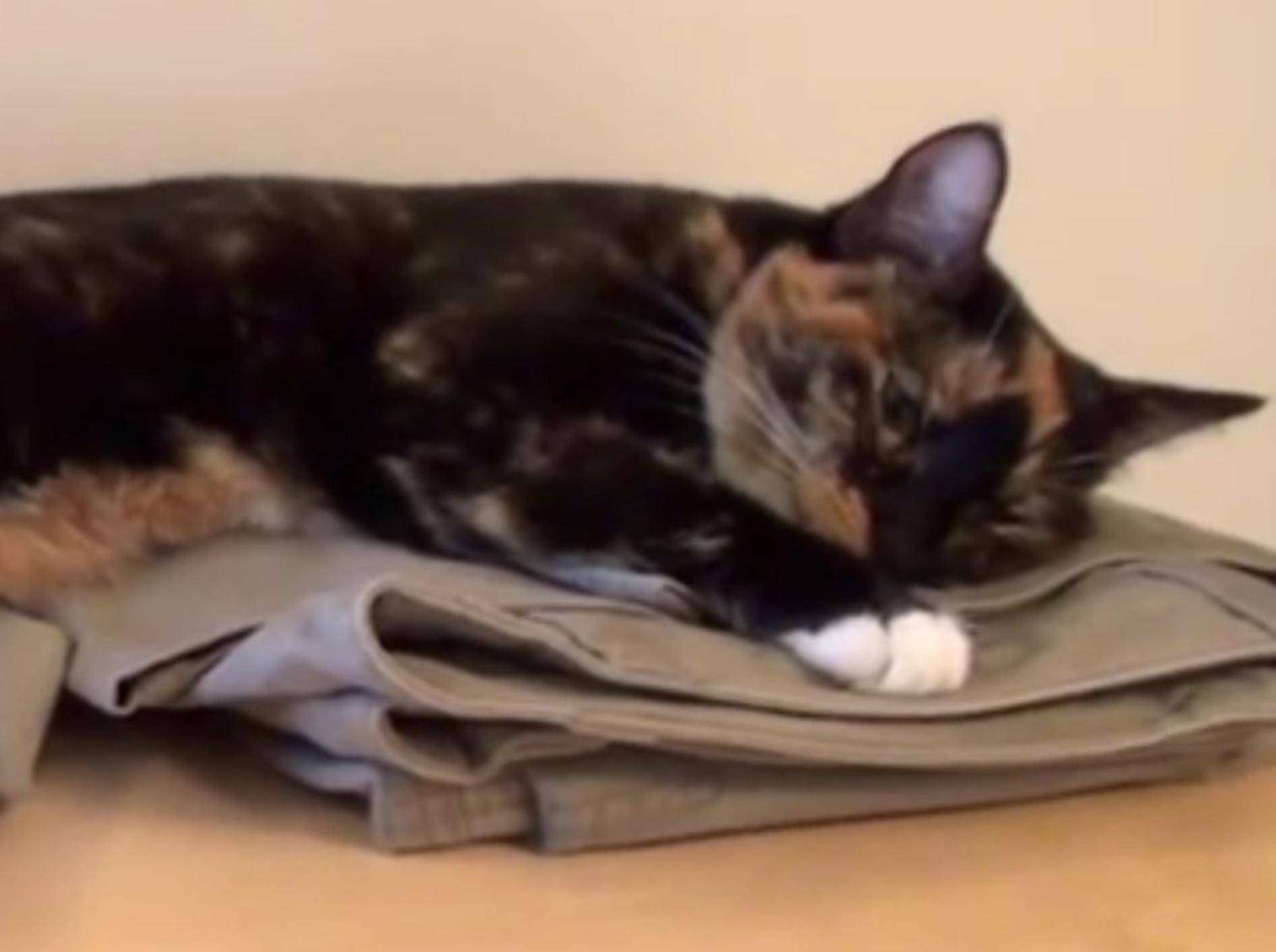 So praktisch, wenn die Katze die Kleidung platt drückt – YouTube / DrNworb's KitsCats