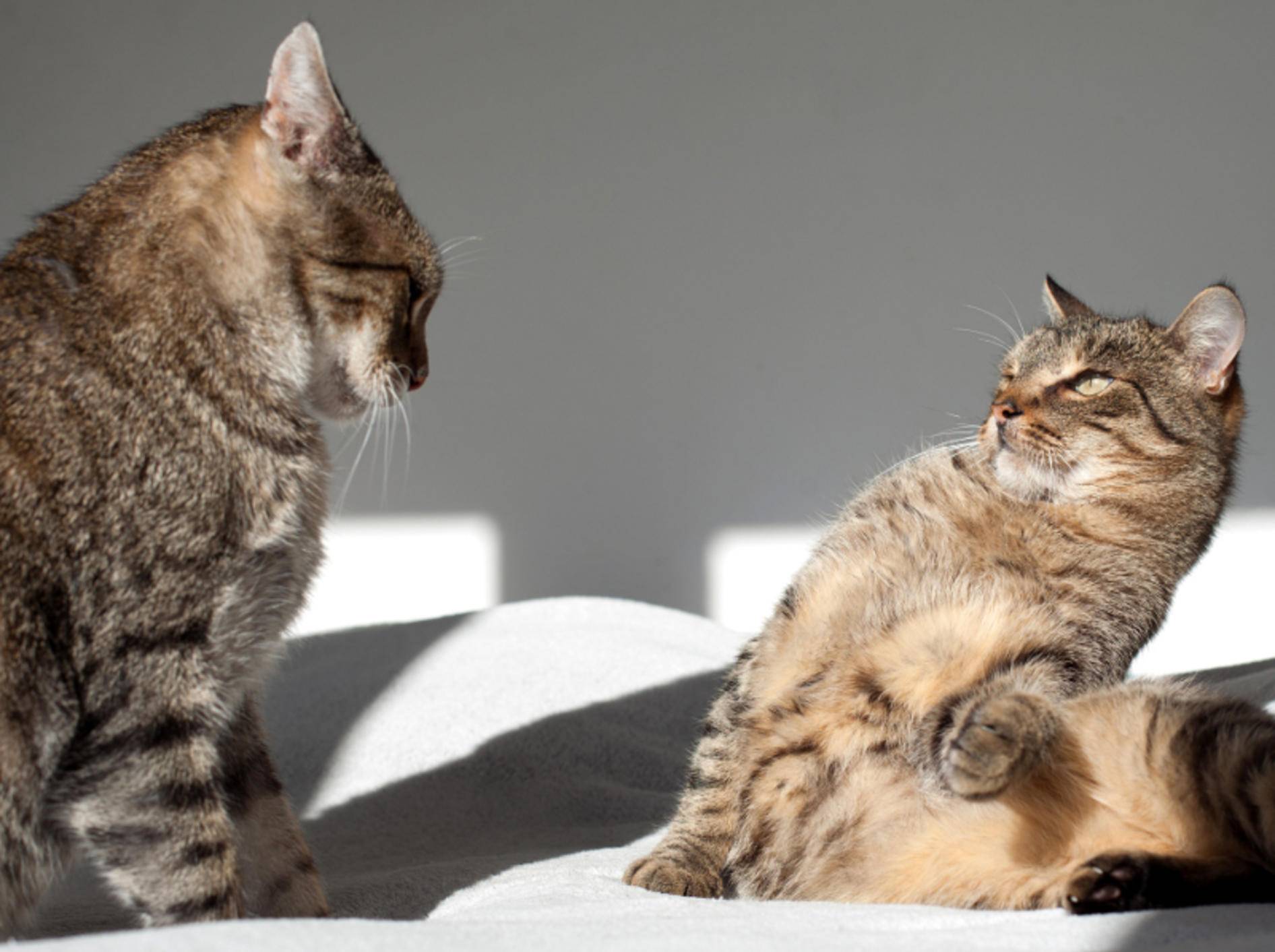 "Hey, heute liege ich hier!" "Ist ja gut, schnauz mich doch nicht so an!" – Meist lösen Katzen Konflikte von selbst – Shutterstock / PAKULA PIOTR