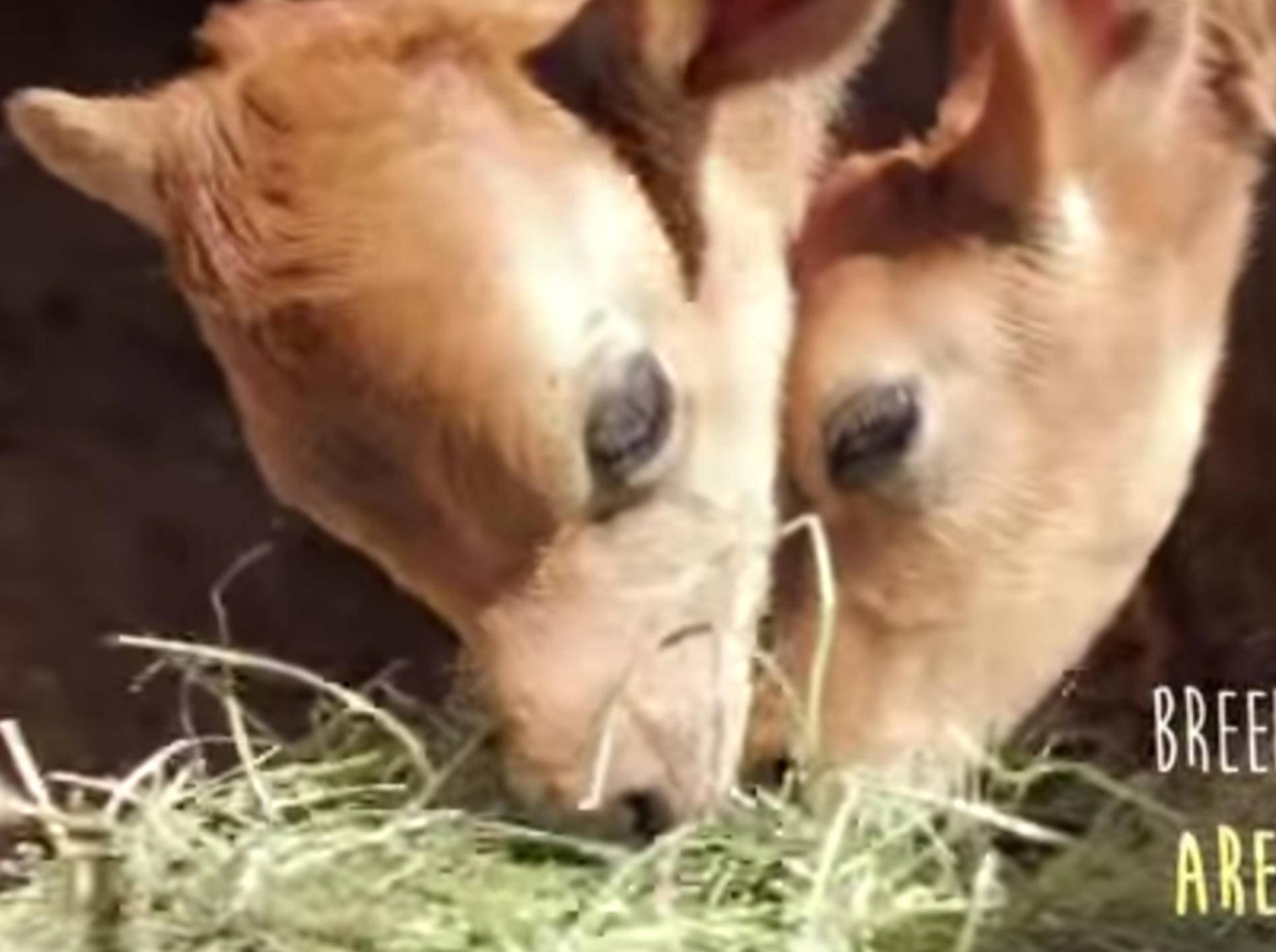 Don und Ed leben nun glücklich bei ihren neuen Besitzern auf einer Farm – YouTube / PAWsitive