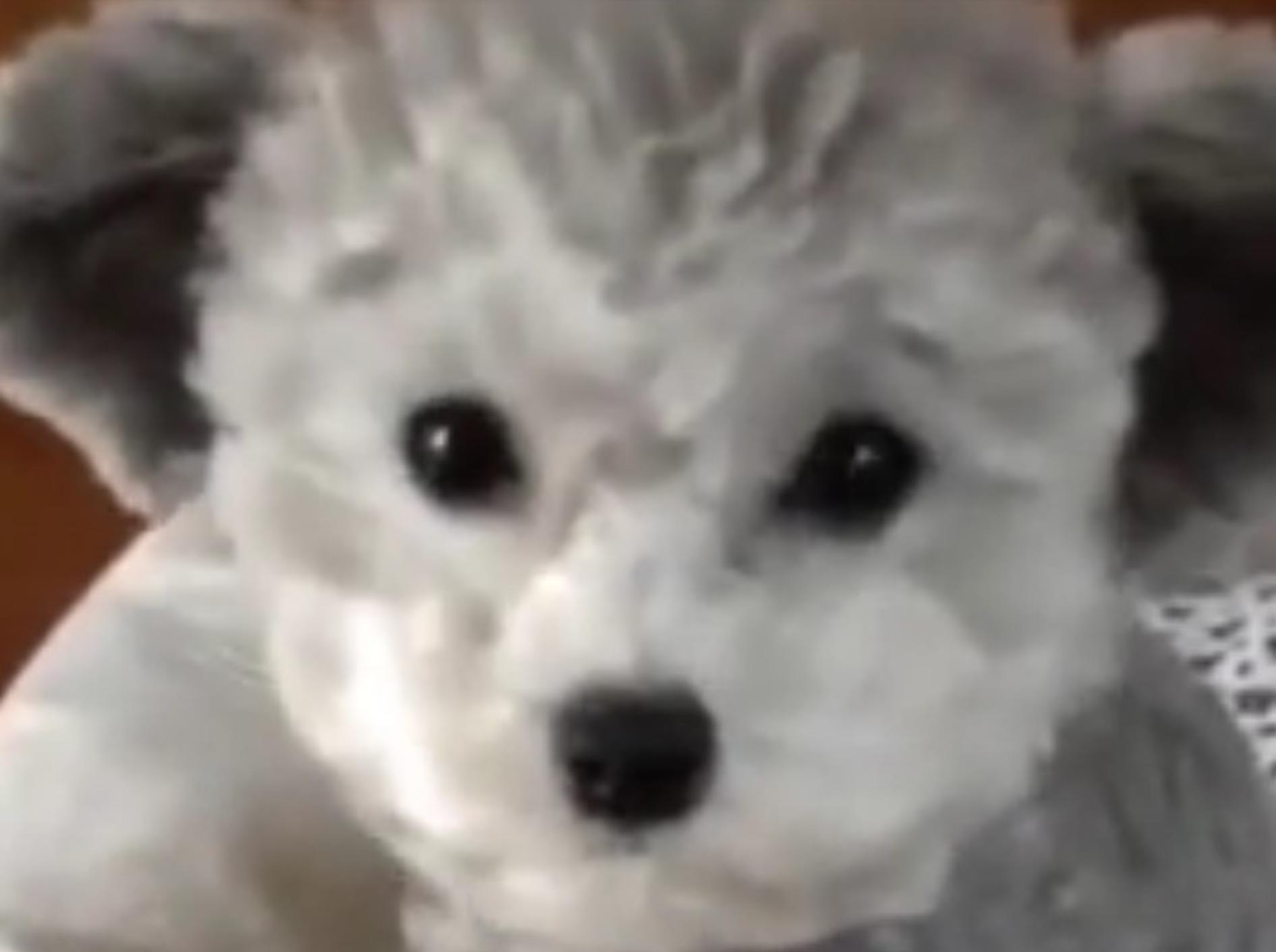 Wie süß kann ein Hund sein? Dieser Welpe ist ein Traum! – YouTube / clipsofFilms