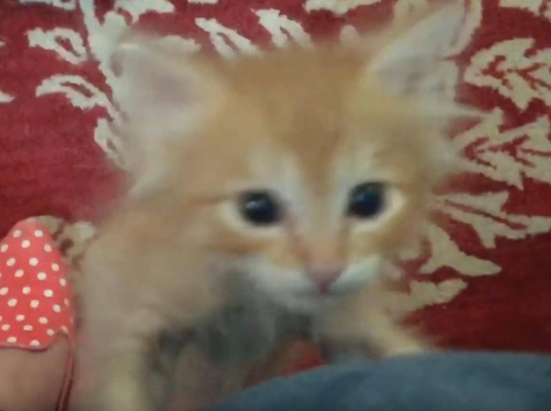 Der kleine Racker fordert lautstark sein Futter ein – YouTube / foster kittens