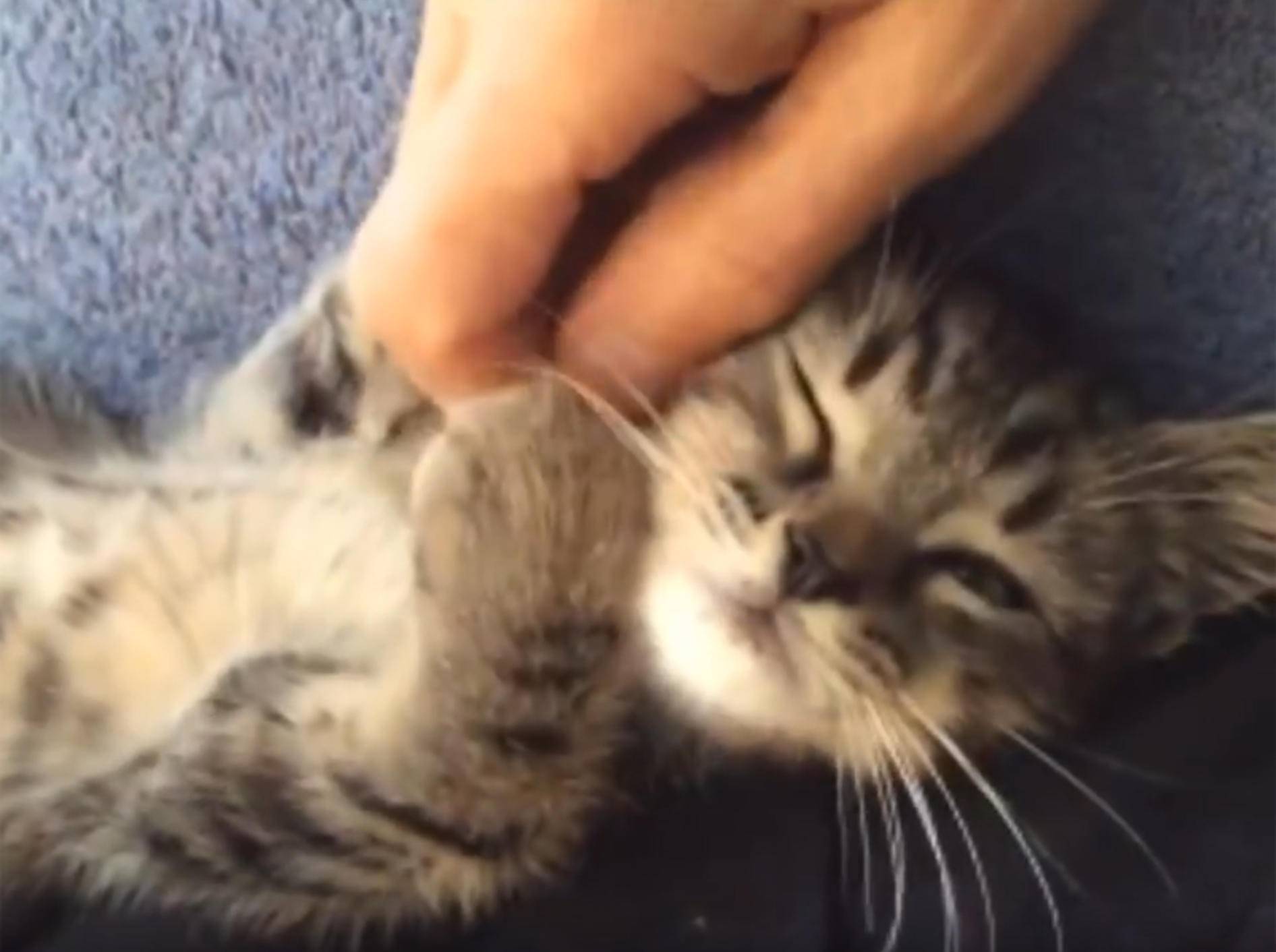 Baby-Katze Elstar lässt sich Bäuchlein kraulen und schnurrt – YouTube / DrNworb's KitsCats