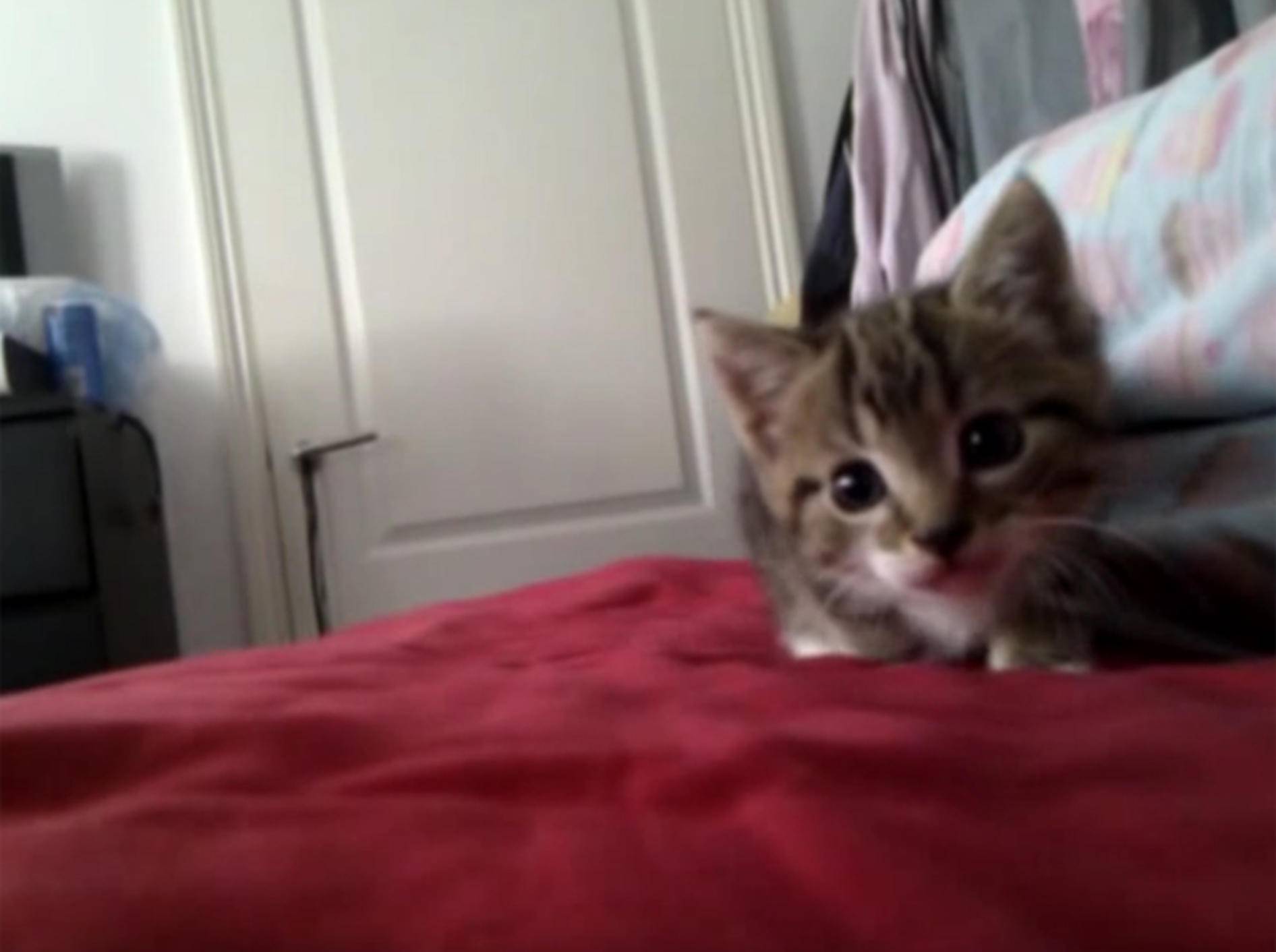 Baby-Katze Muffin schleicht sich an und attackiert Kamera – YouTube / Emma K