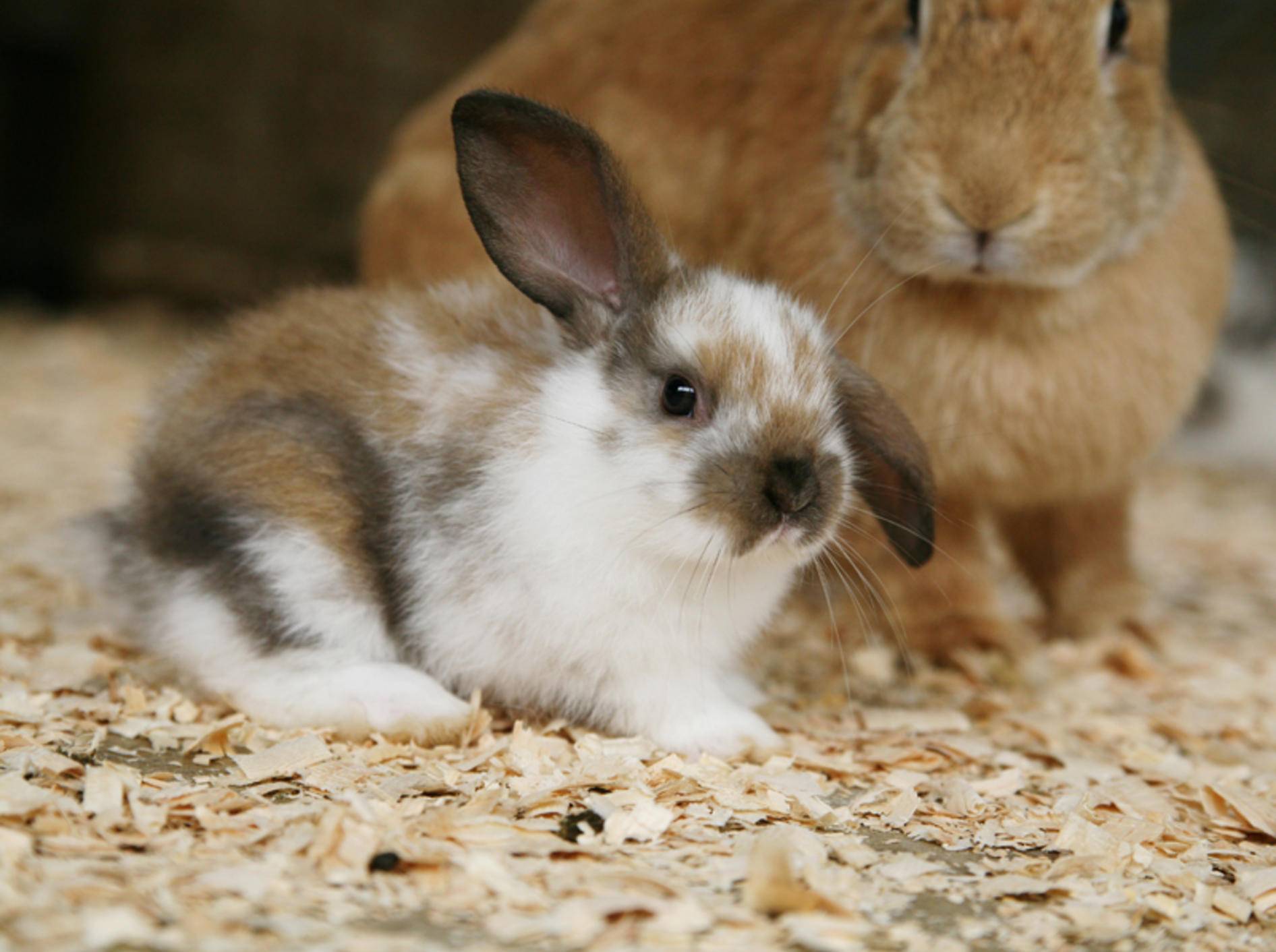 Dieses Kaninchenbaby ist schon ein paar Wochen alt; als Nesthocker kommen Baby-Kaninchen blind und nackt zur Welt – Shutterstock / Sue McDonald