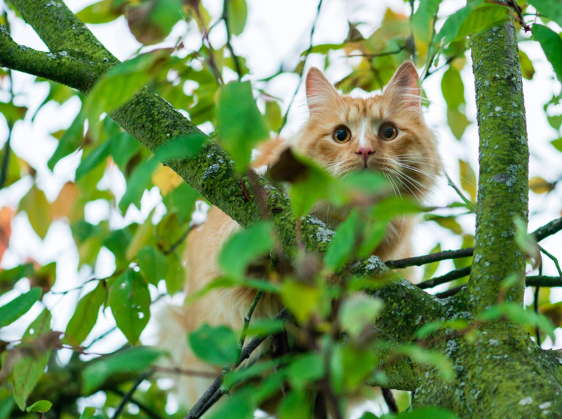 "Oh je, das Raufklettern war so einfach, aber wie komme ich jetzt wieder hier runter?", fragt sich diese rote Katze – Shutterstock / smspsy