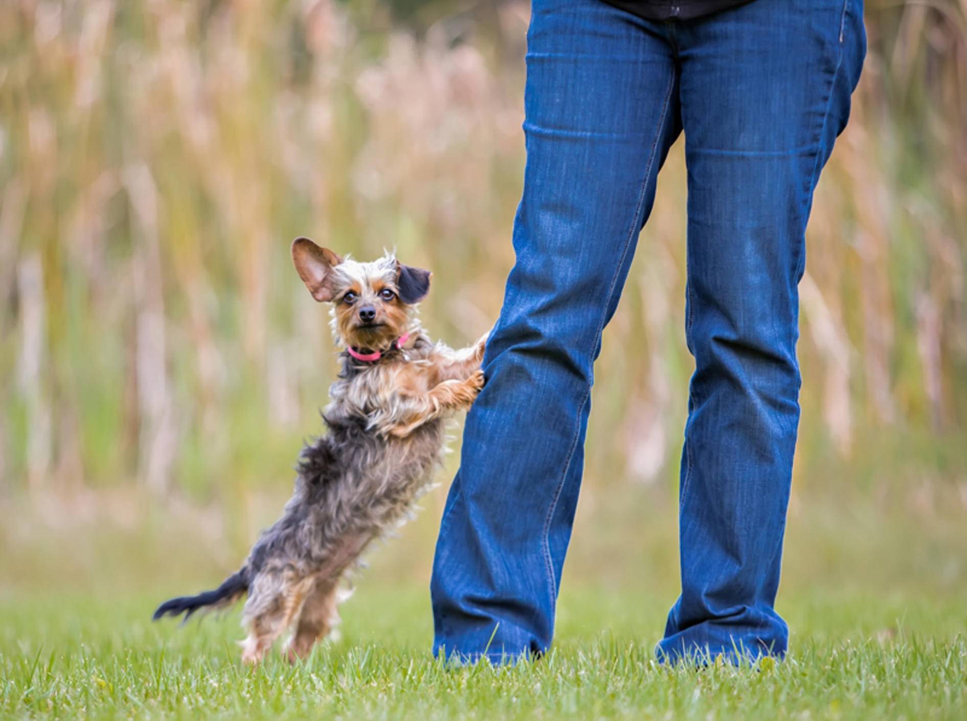 "Duuu, guck mal, hier unten, hier bin ich, beachte mich!": Frecher kleiner Hund will sofort Aufmerksamkeit – Shutterstock / Victoria Rak
