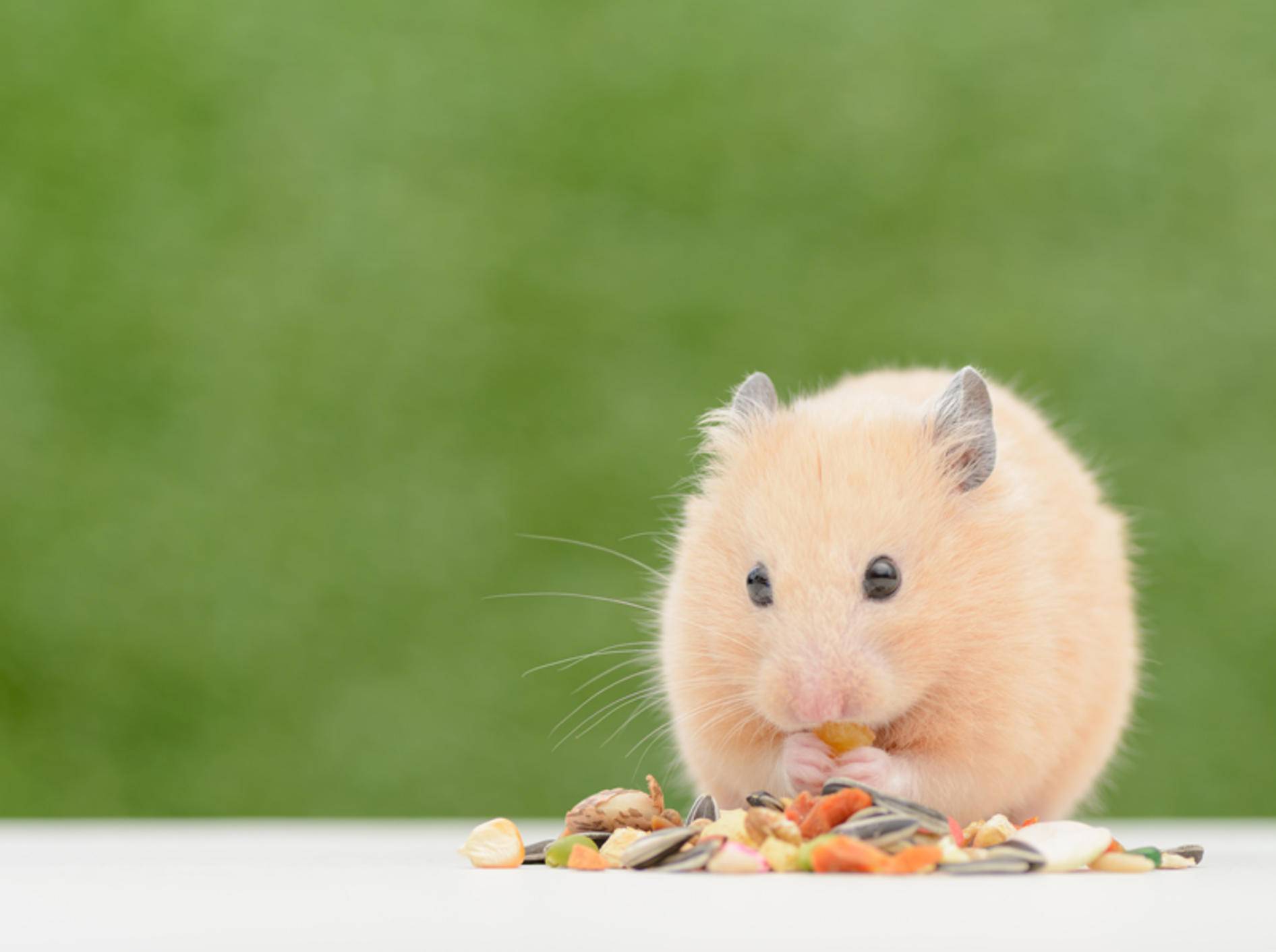 Om-nom-nom: Dieser Hamster lässt sich sein Futter schmecken – Shutterstock / stock_shot