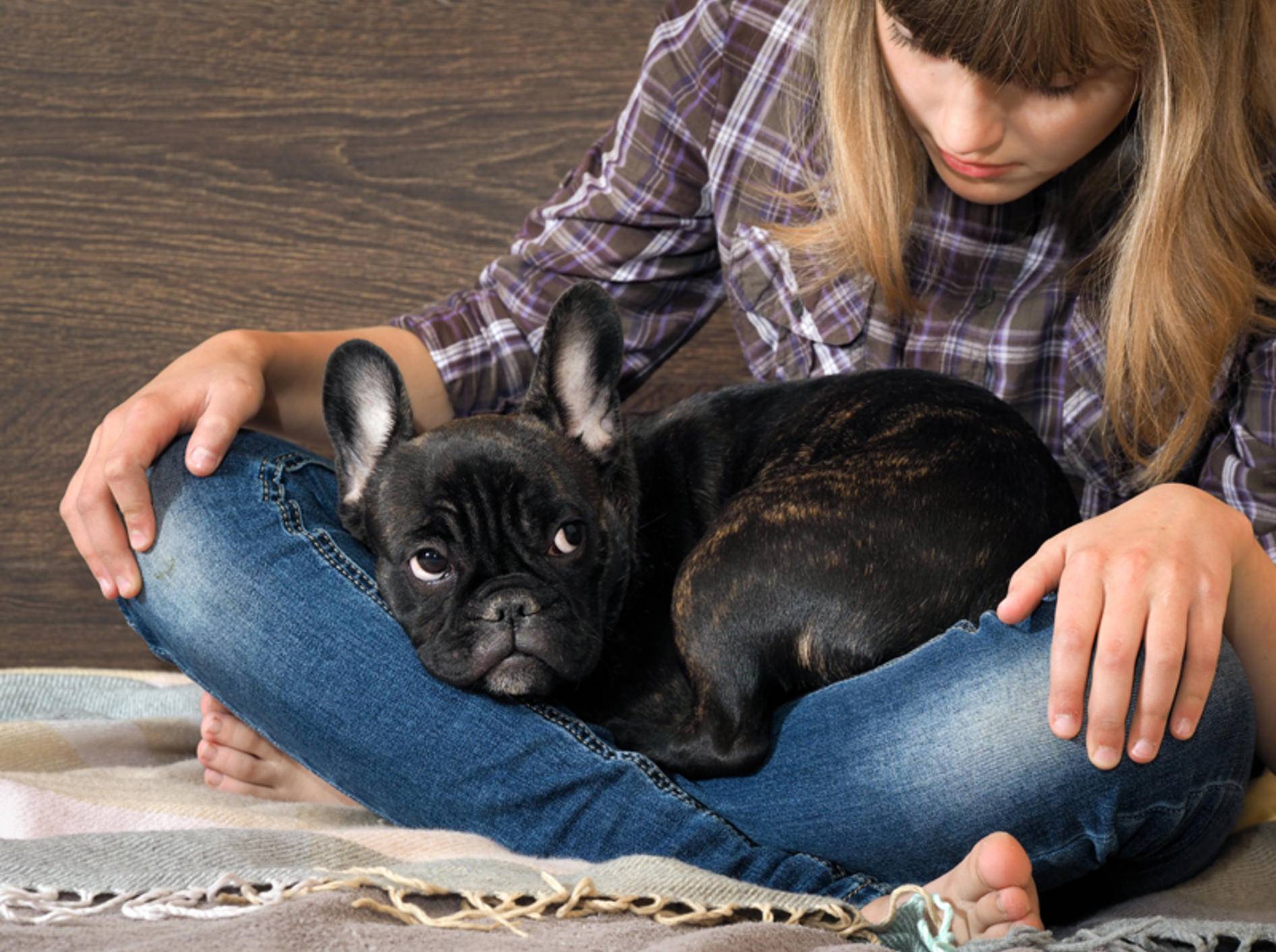 "Lass mich bitte nicht allein", scheint diese ängstliche französische Bulldogge zu denken – Shutterstock / Irina Kozorog