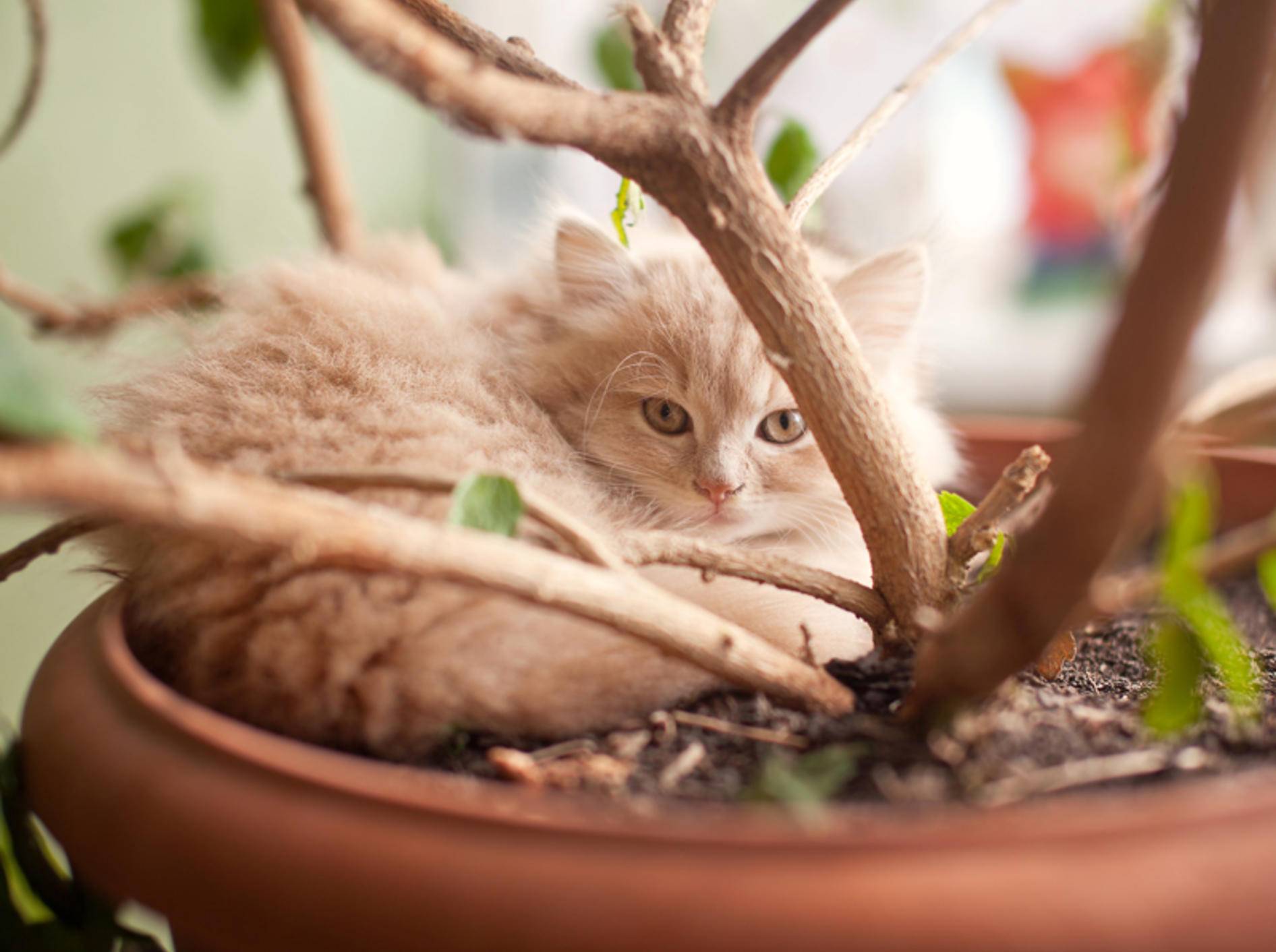 Katze Macht In Blumentopf Wie Abgewohnen