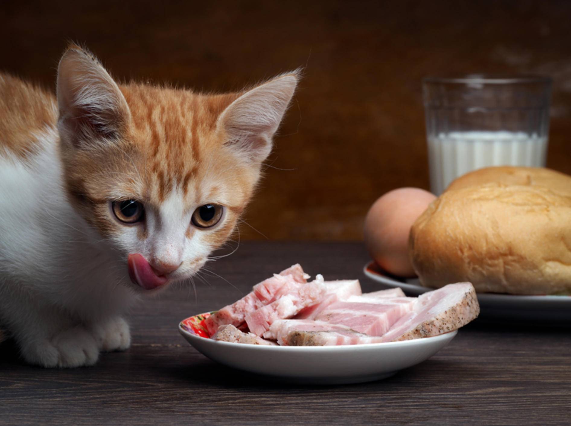 Котенок кушает. Кот и сало. Вечену едят просто так.