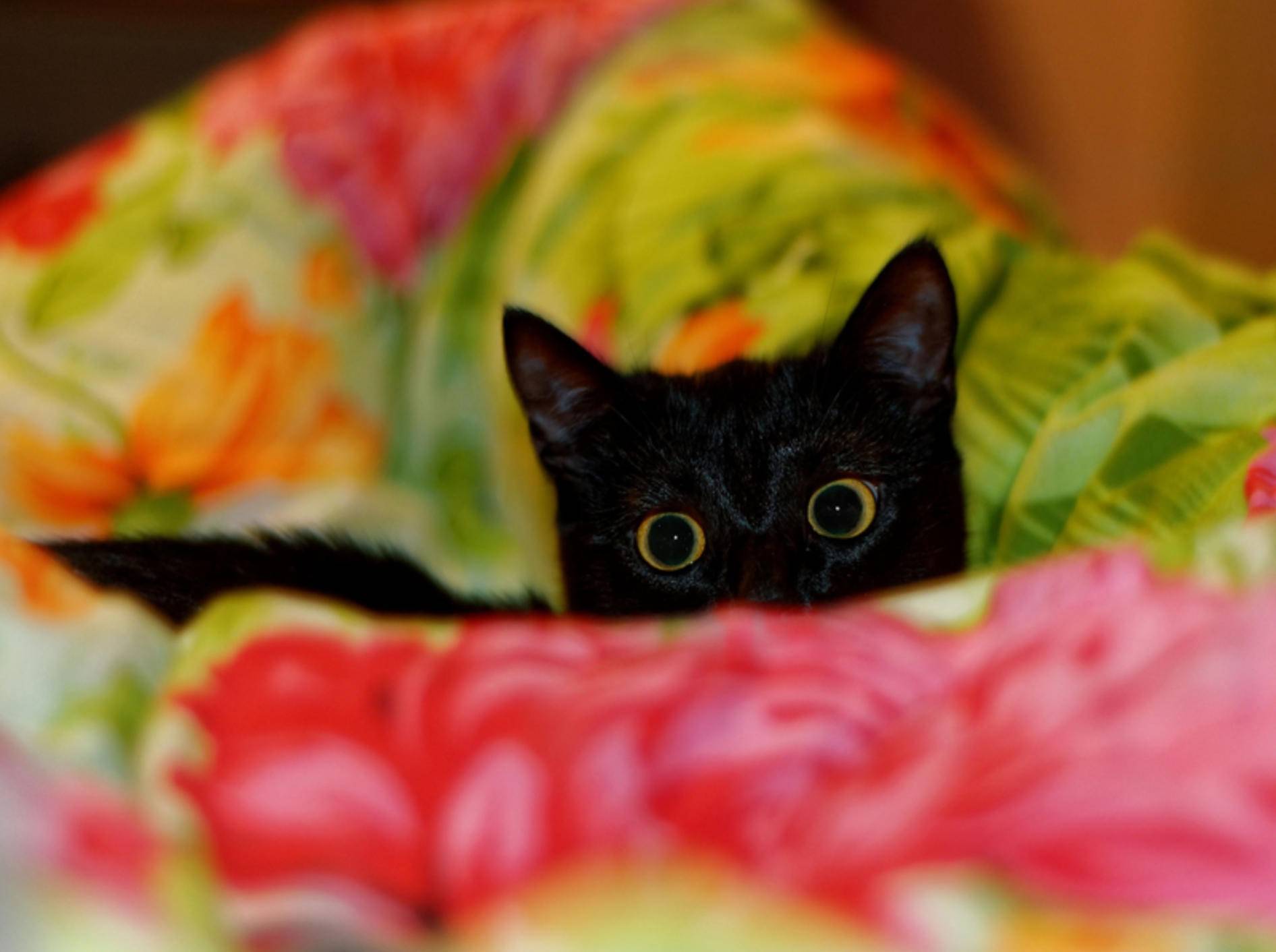 "Oh je, da kommt wieder das lärmende Ungeheuer!": Kleine Katze hat Angst vorm Staubsauger – Shutterstock / Bleshka