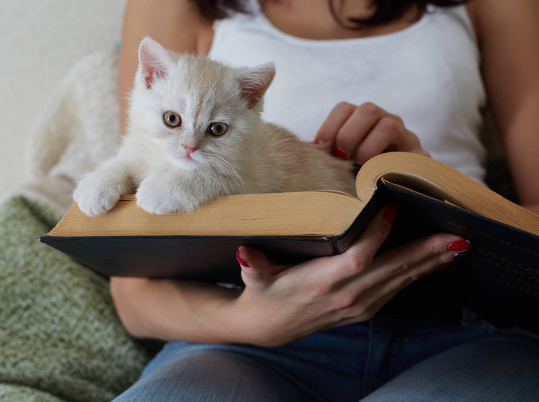 "Was liest du da? Kann ich mitlesen? Ach, ich bleib einfach hier liegen, das ist so schön gemütlich": Kleine Katze liebt Papier – Shutterstock / Demidov Sergey